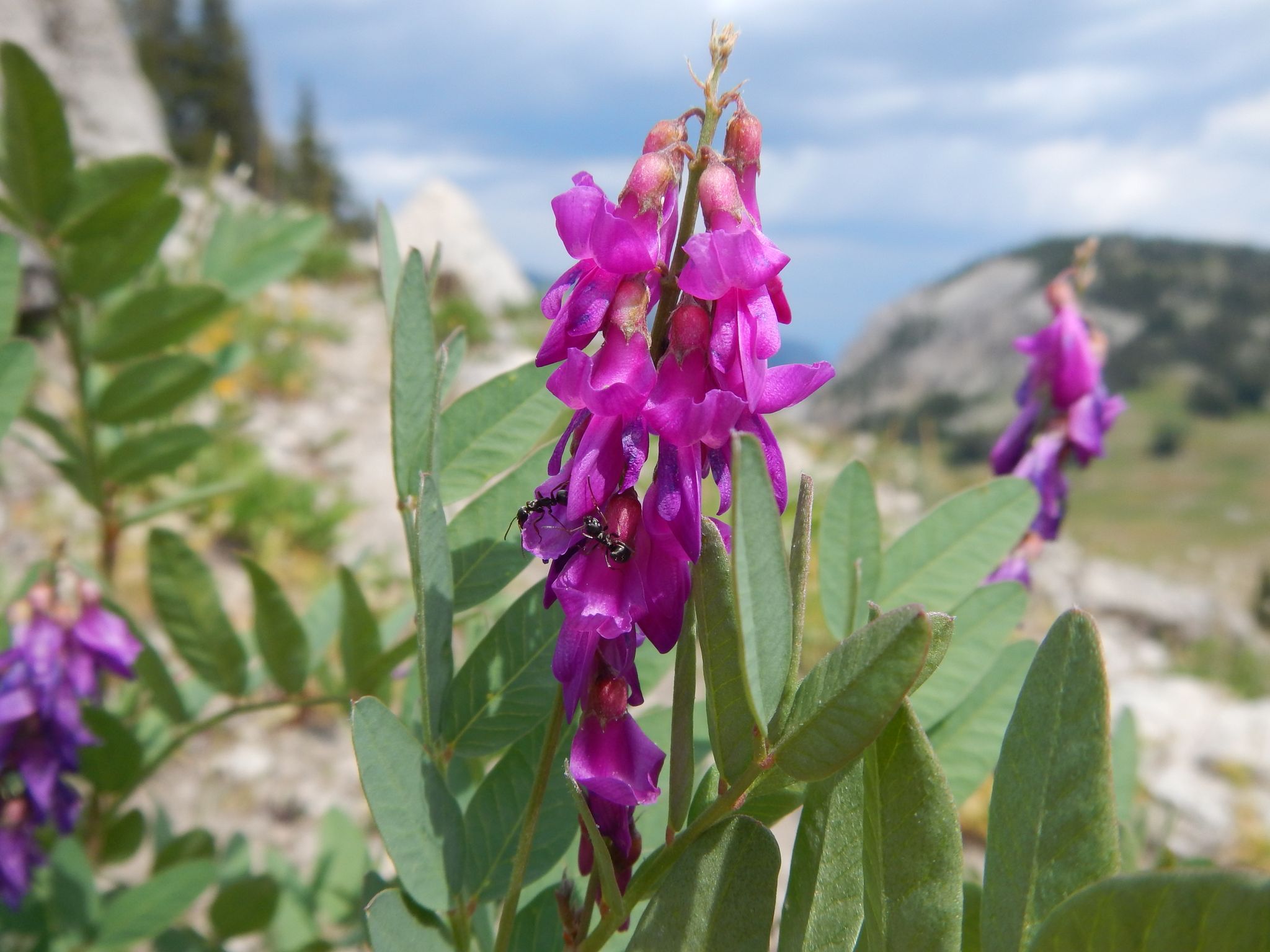 Close-up of bright purple wildflowers with an insect, against a rocky, green mountain landscape. - Phillips Canyon and Ridge Loop