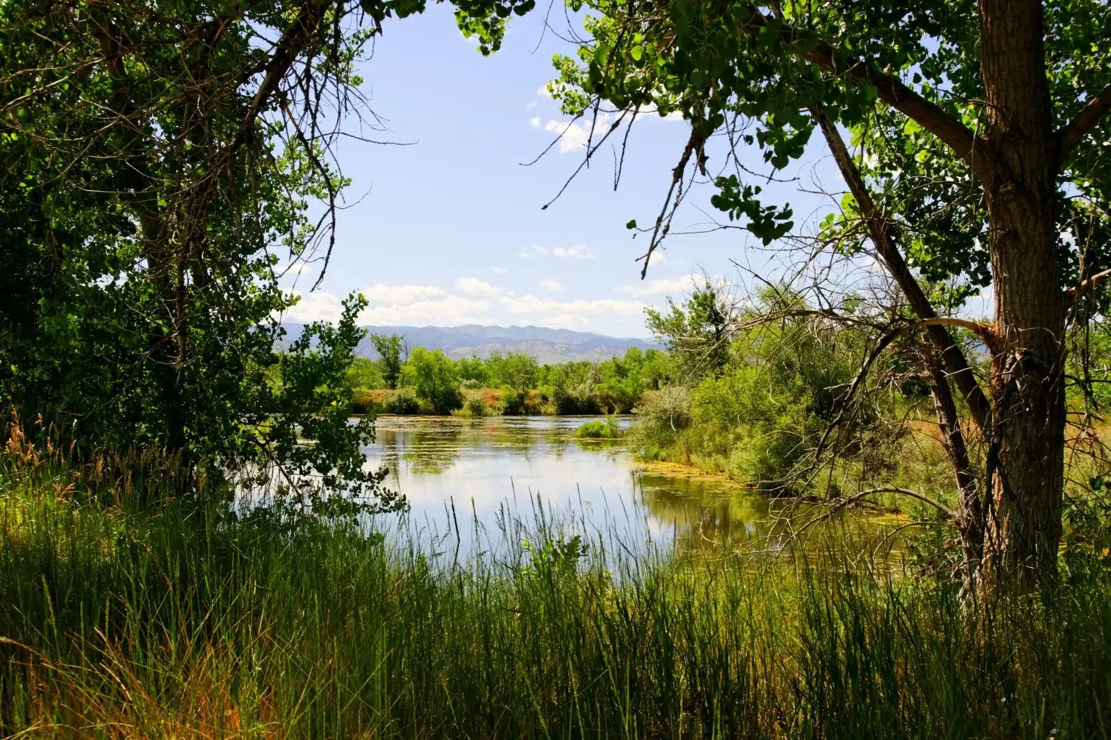 Lush green trees frame a calm pond with distant hills under a bright sky.