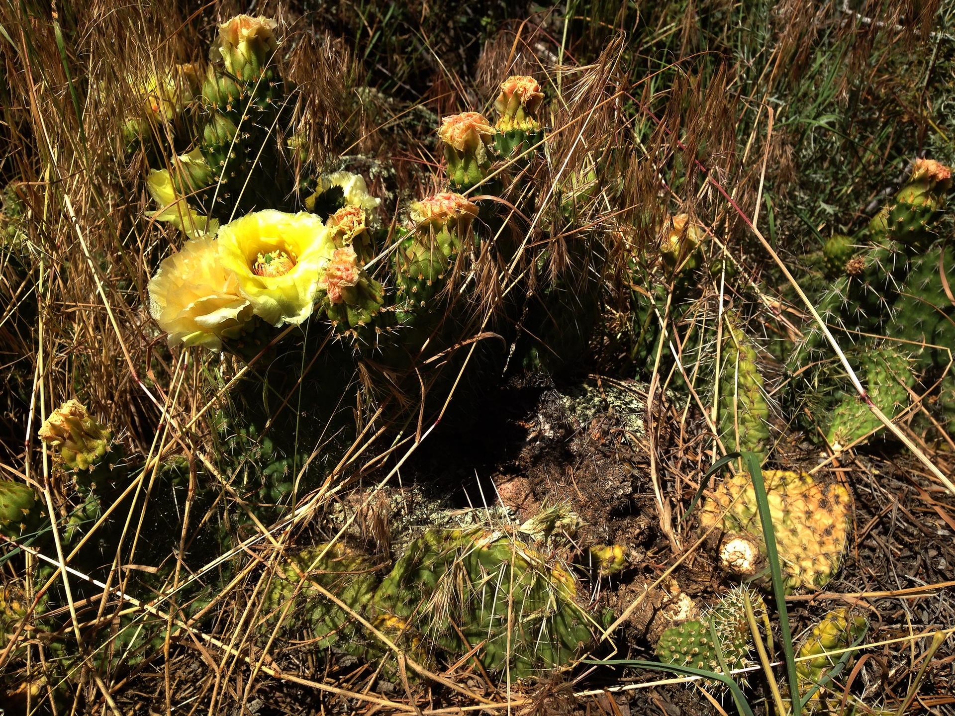 Close-up of vibrant yellow cactus flowers and prickly pear cacti in dry grass.