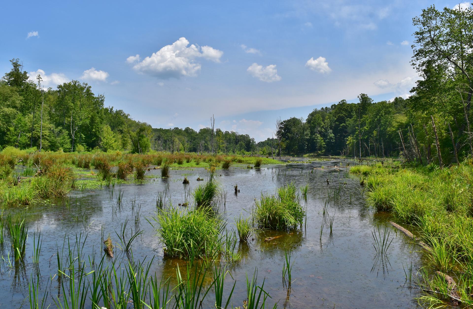 Sunny wetland with green grasses, still water, and lush trees under a blue sky.
