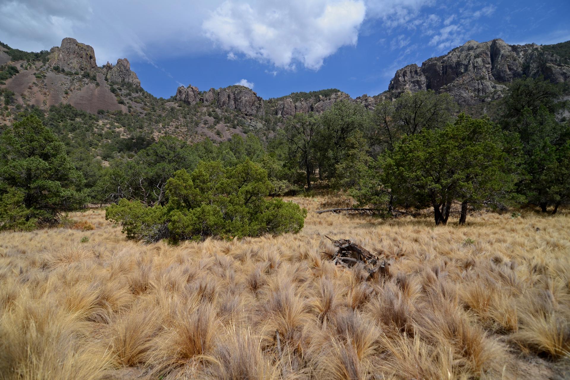Golden grass field with green trees and rugged mountains under a bright blue sky.
