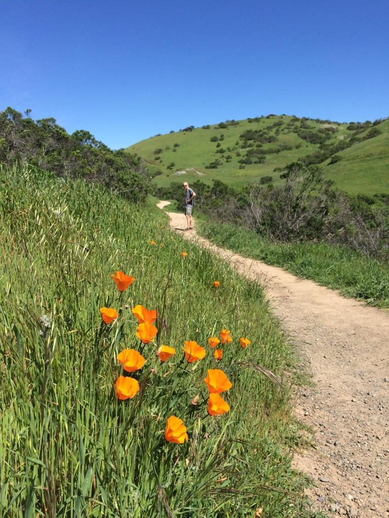 Person walking on a dirt path lined with orange poppies and green hills.