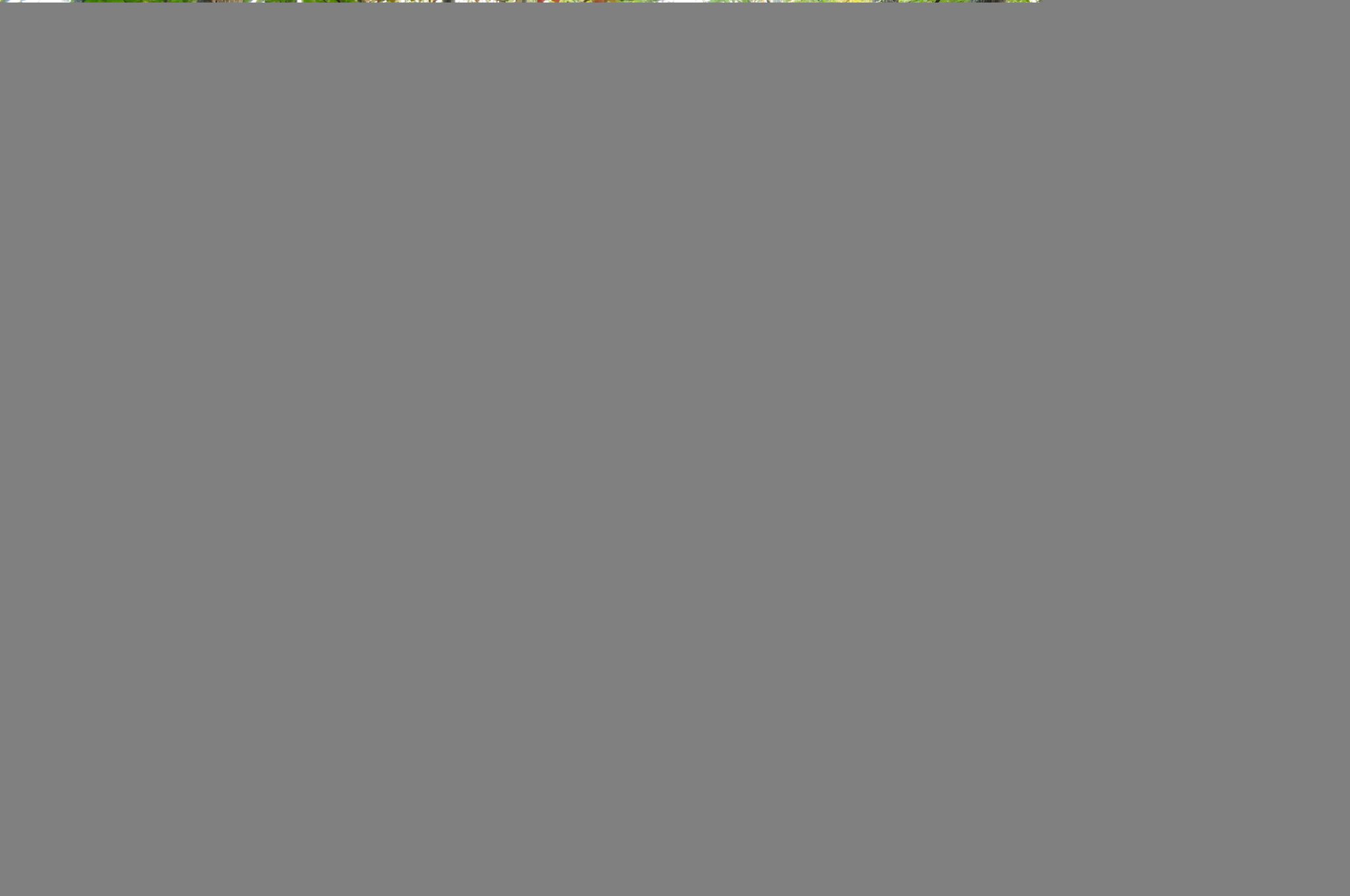 Corrupted image file, displaying a solid gray rectangle. - Laurel, Wildlife and Fox Loops