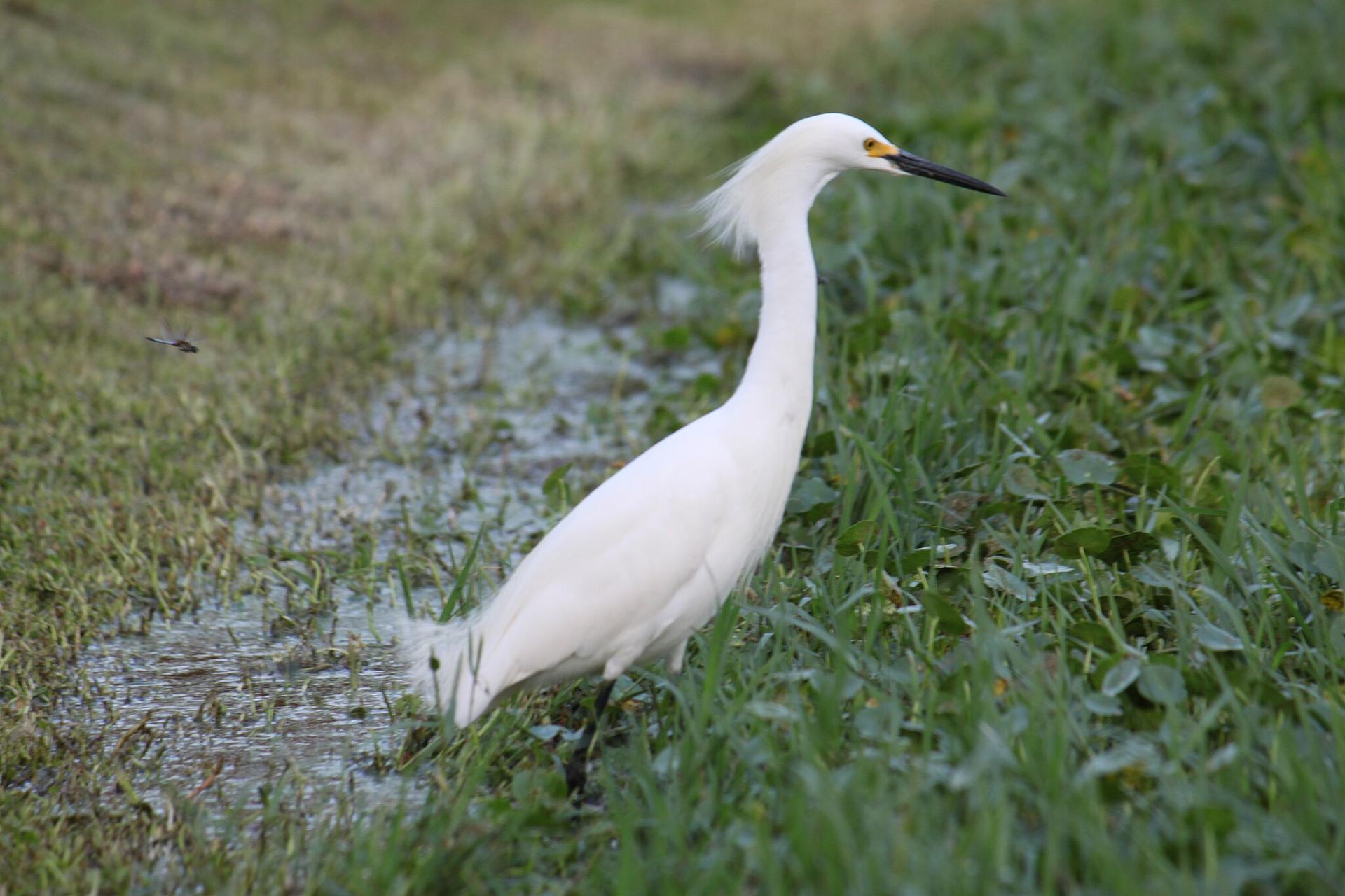 A white egret stands in green grass next to shallow water.