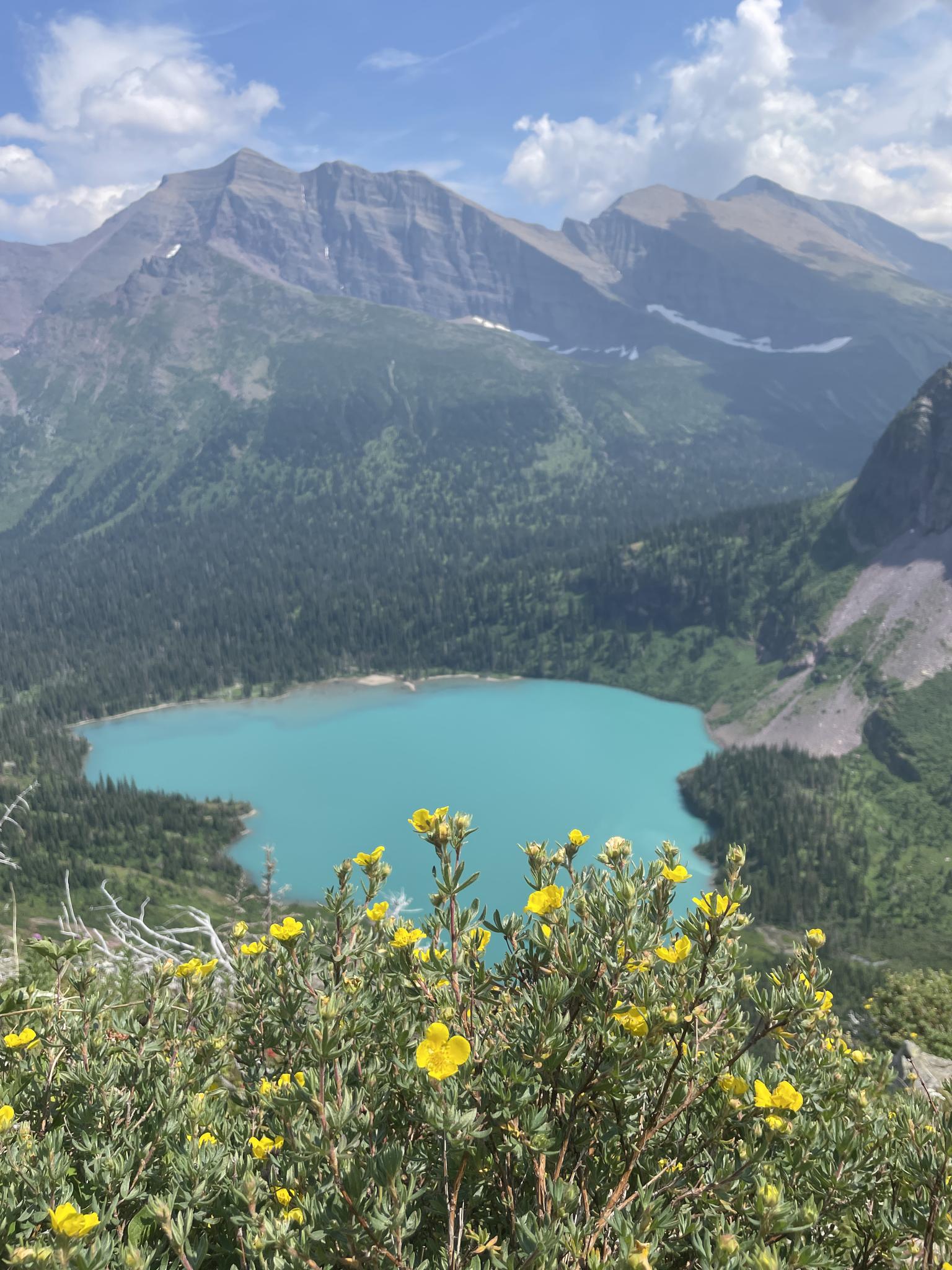 Yellow wildflowers in the foreground, overlooking a turquoise lake and distant mountains.