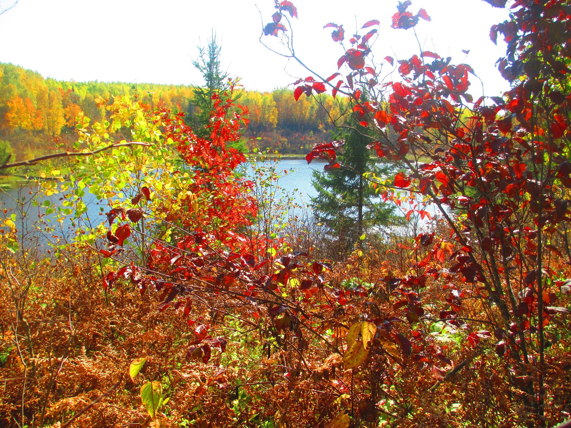 Bright autumn foliage frames a calm body of water under sunny skies.