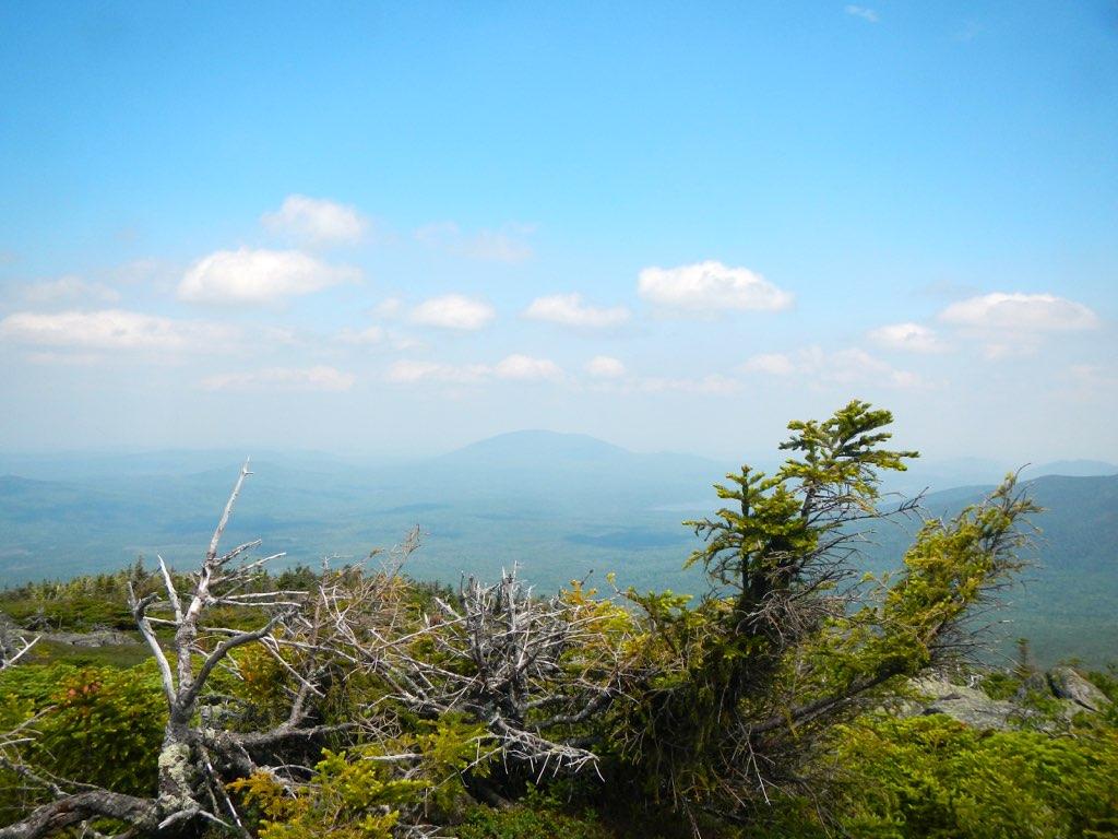 Sunny mountain vista with green and dead trees in foreground, distant peaks.