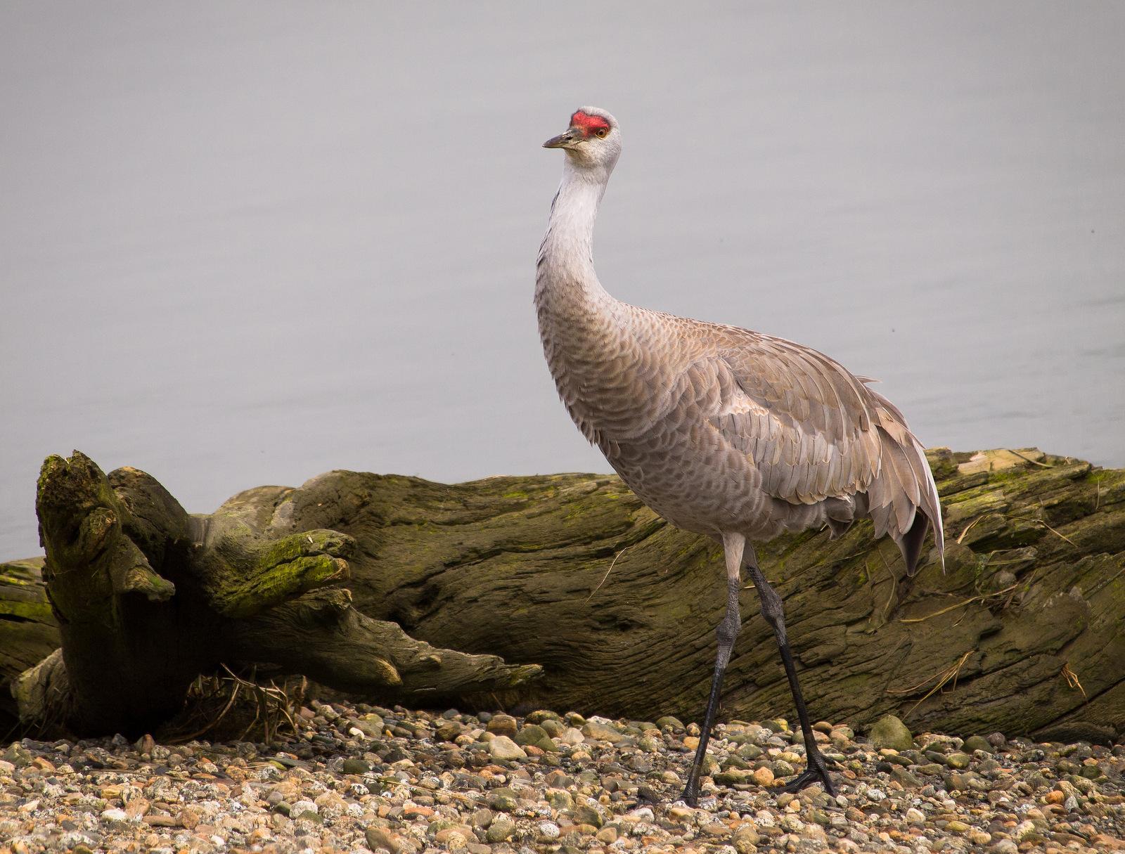 A large grey bird with a red head stands on a rocky shore.