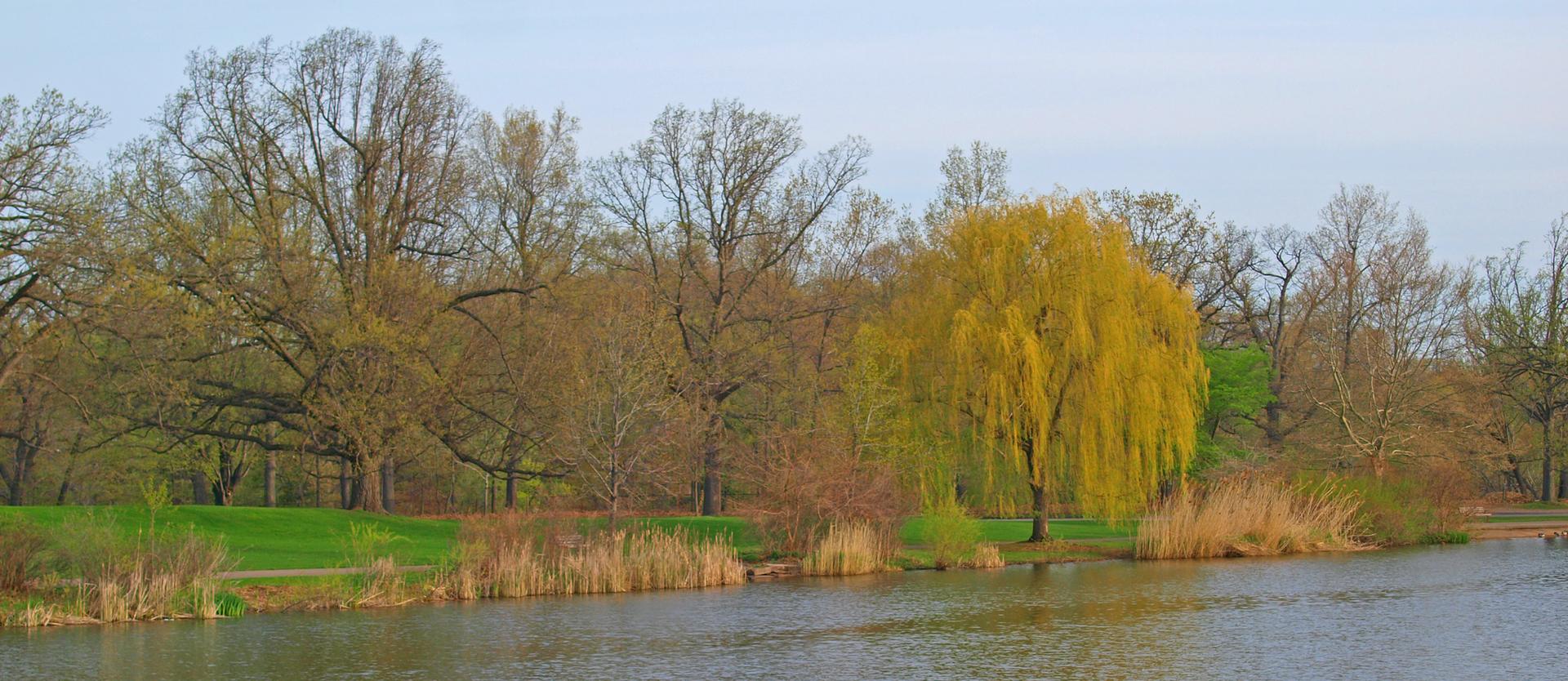Calm water reflects a vibrant yellow weeping willow and budding trees.