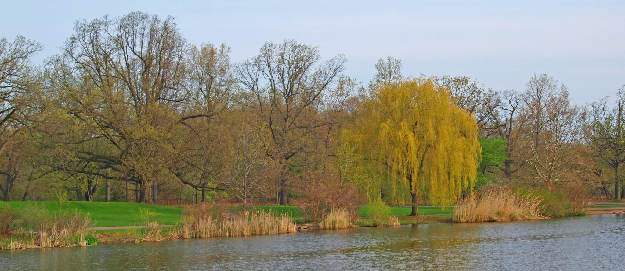 Calm water reflects a vibrant yellow weeping willow and budding trees. - Zoo Cascade & Zoo Falls