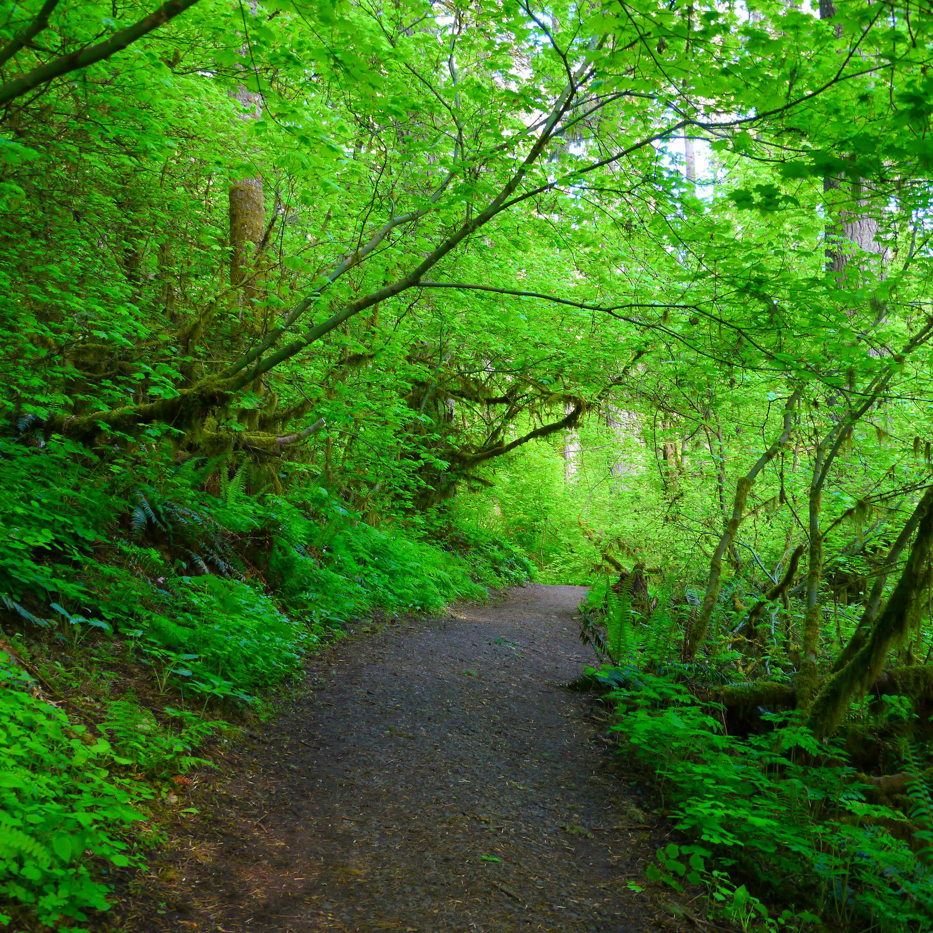 A winding dirt path through a lush, green, shaded forest.