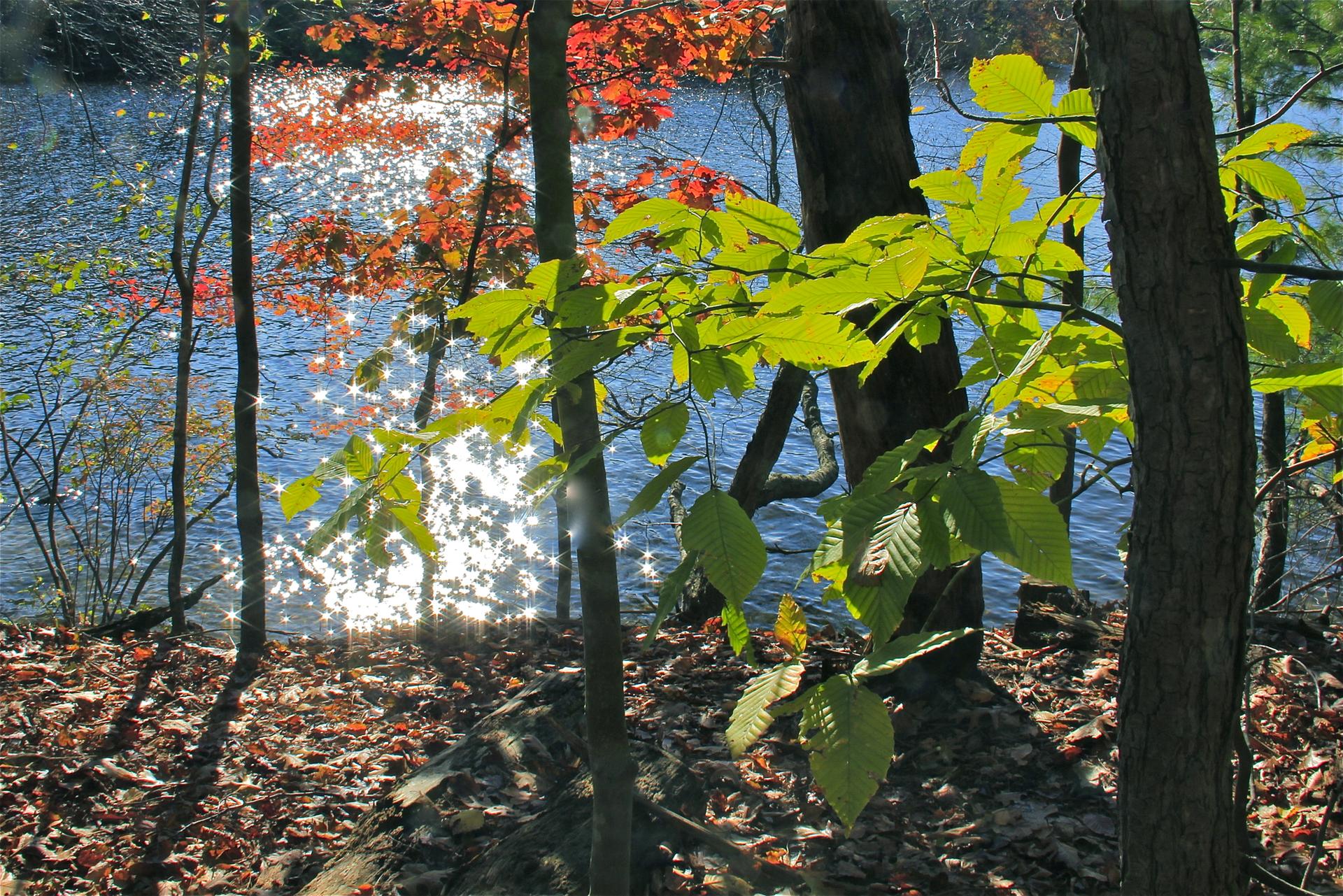 Bright sunlight sparkles on a lake through green and red autumn leaves.
