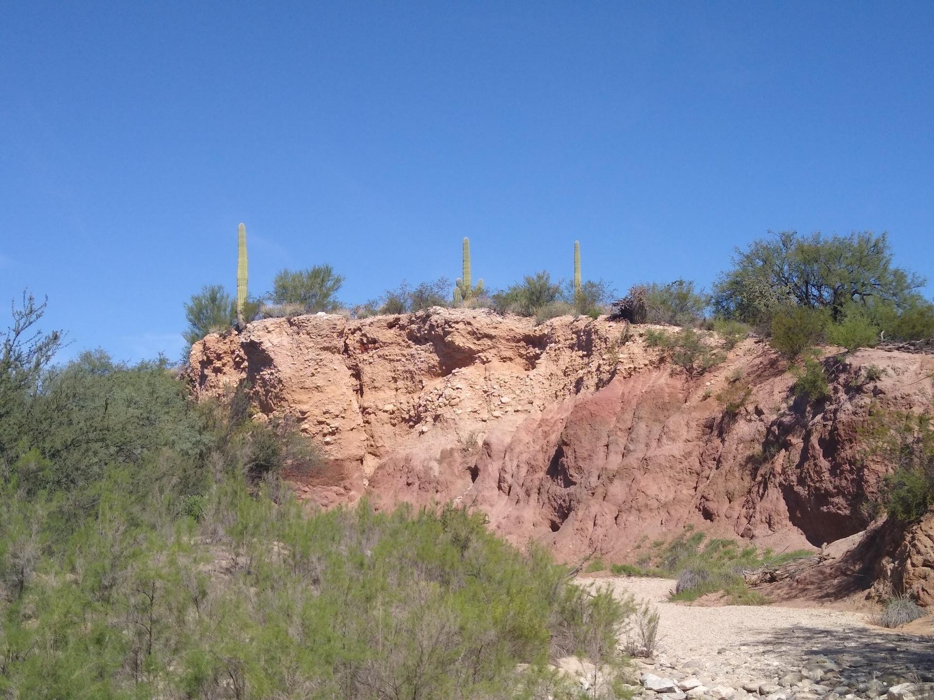 Eroded reddish cliff face with desert plants under a clear blue sky.