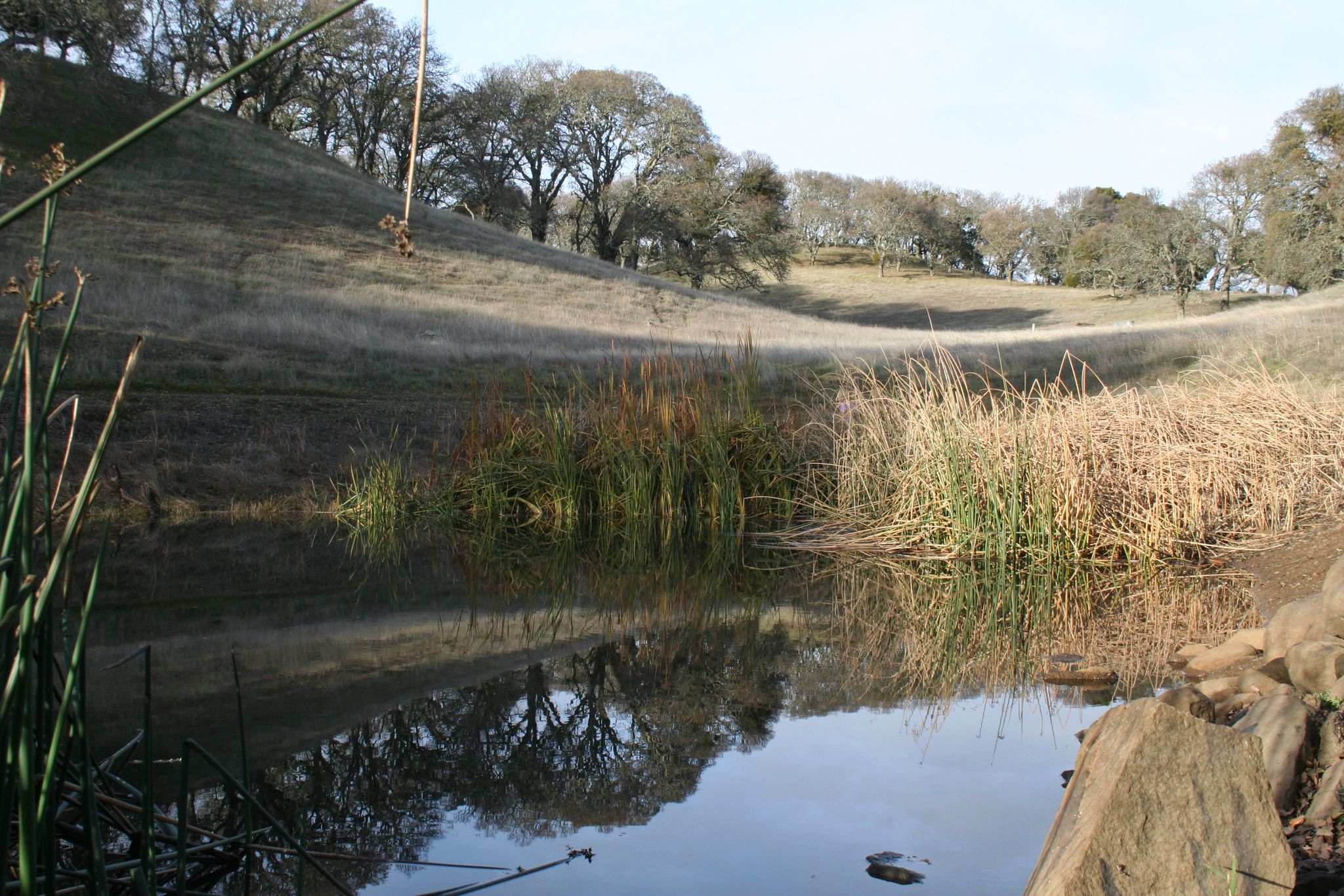 A still pond reflects a grassy hillside with scattered trees under daylight. - Augustin Bernal Park Entrance – Augustin Bernal Community Park loop from Pleasanton Ridge Regional Park