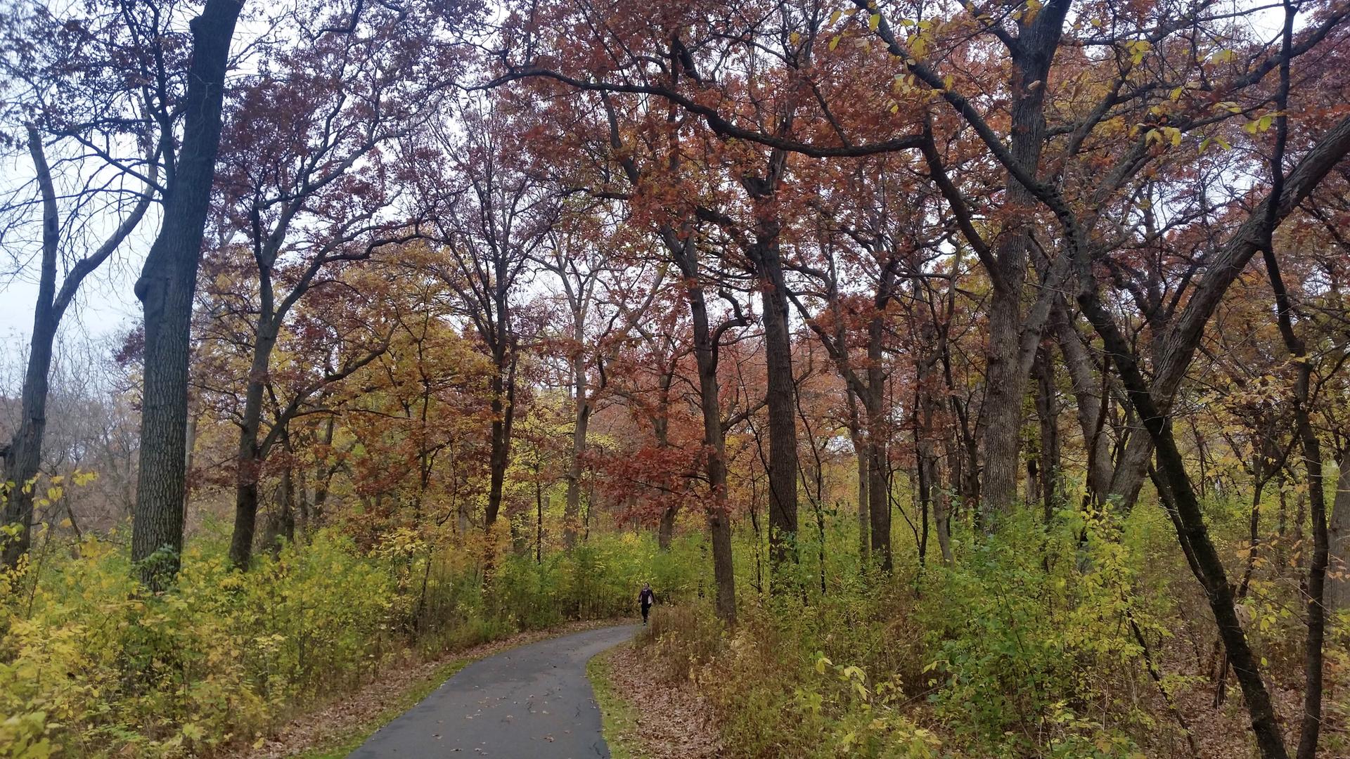 Paved path through a dense autumn forest with a distant walker.
