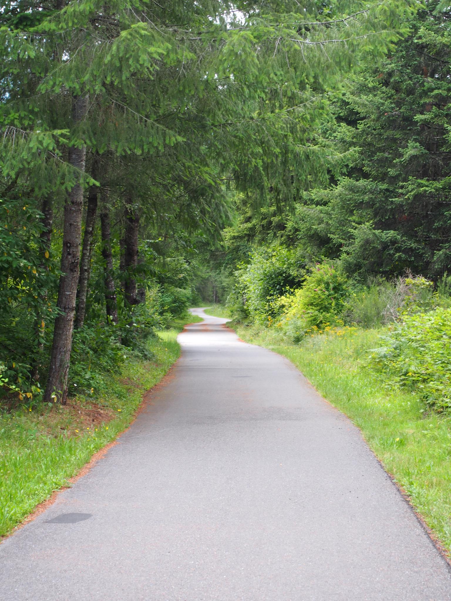 A paved path winds through a dense green forest under bright light.