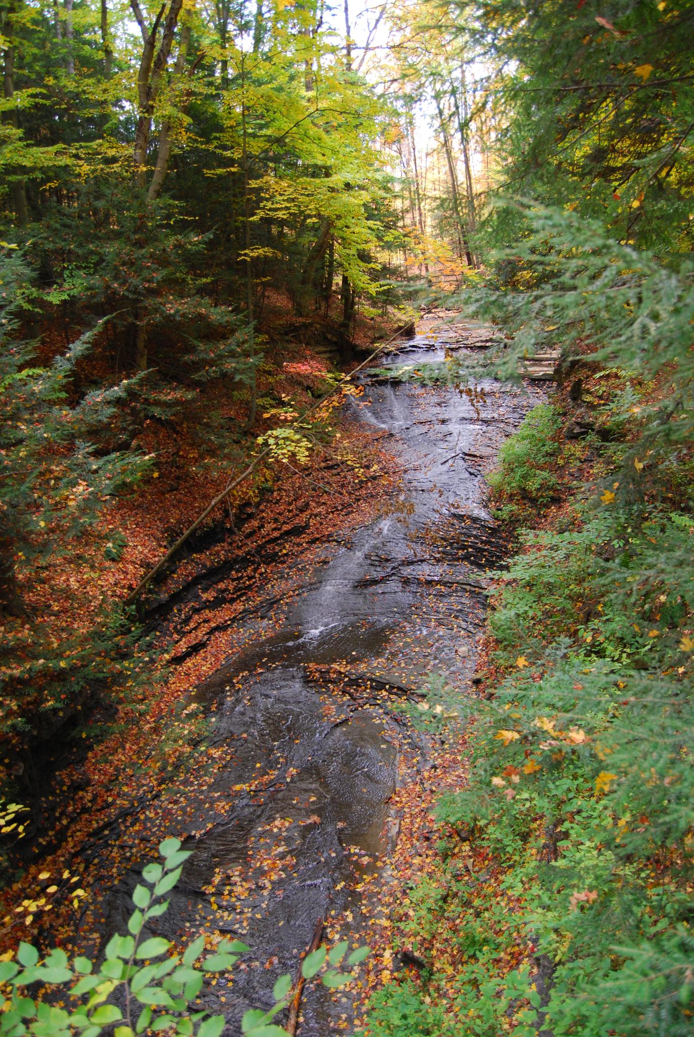A narrow stream cascades over rocks in an autumn forest.