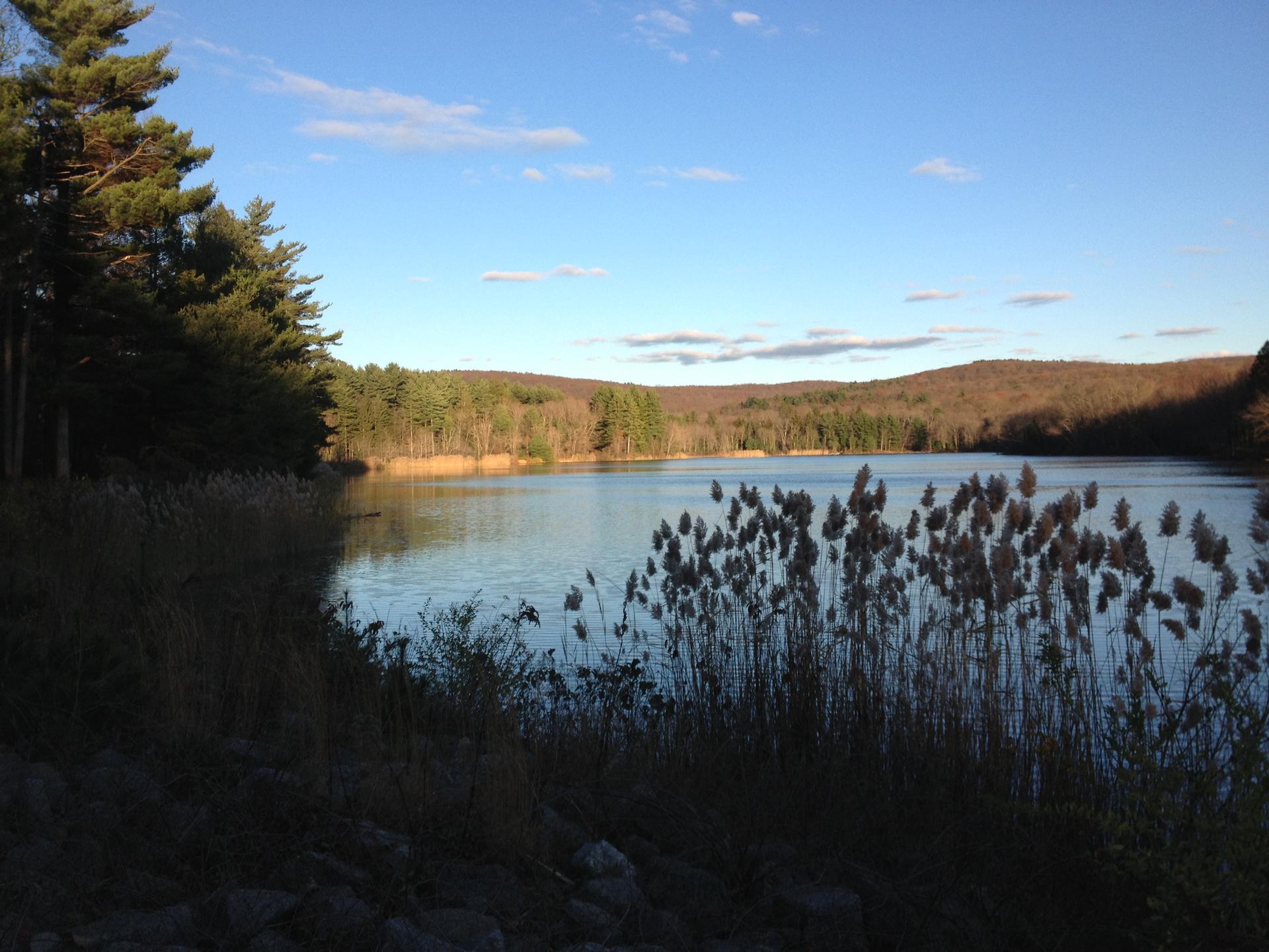 Reeds in shadow frame a sunlit lake with distant forested hills under a blue sky.