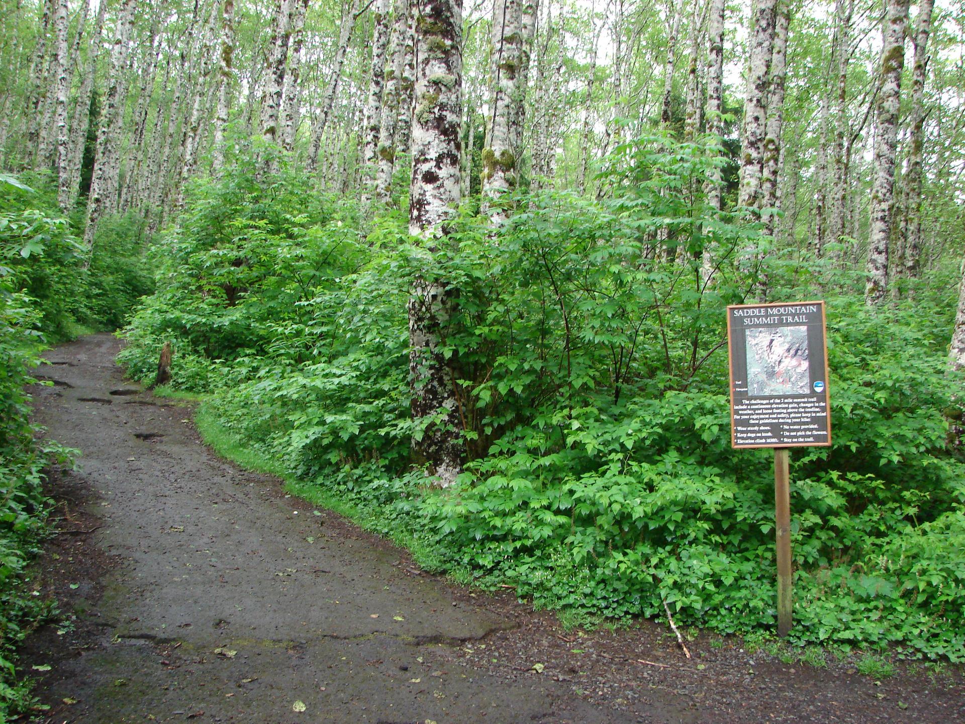 Dirt path through a lush green forest with tall, light-barked trees and a sign.