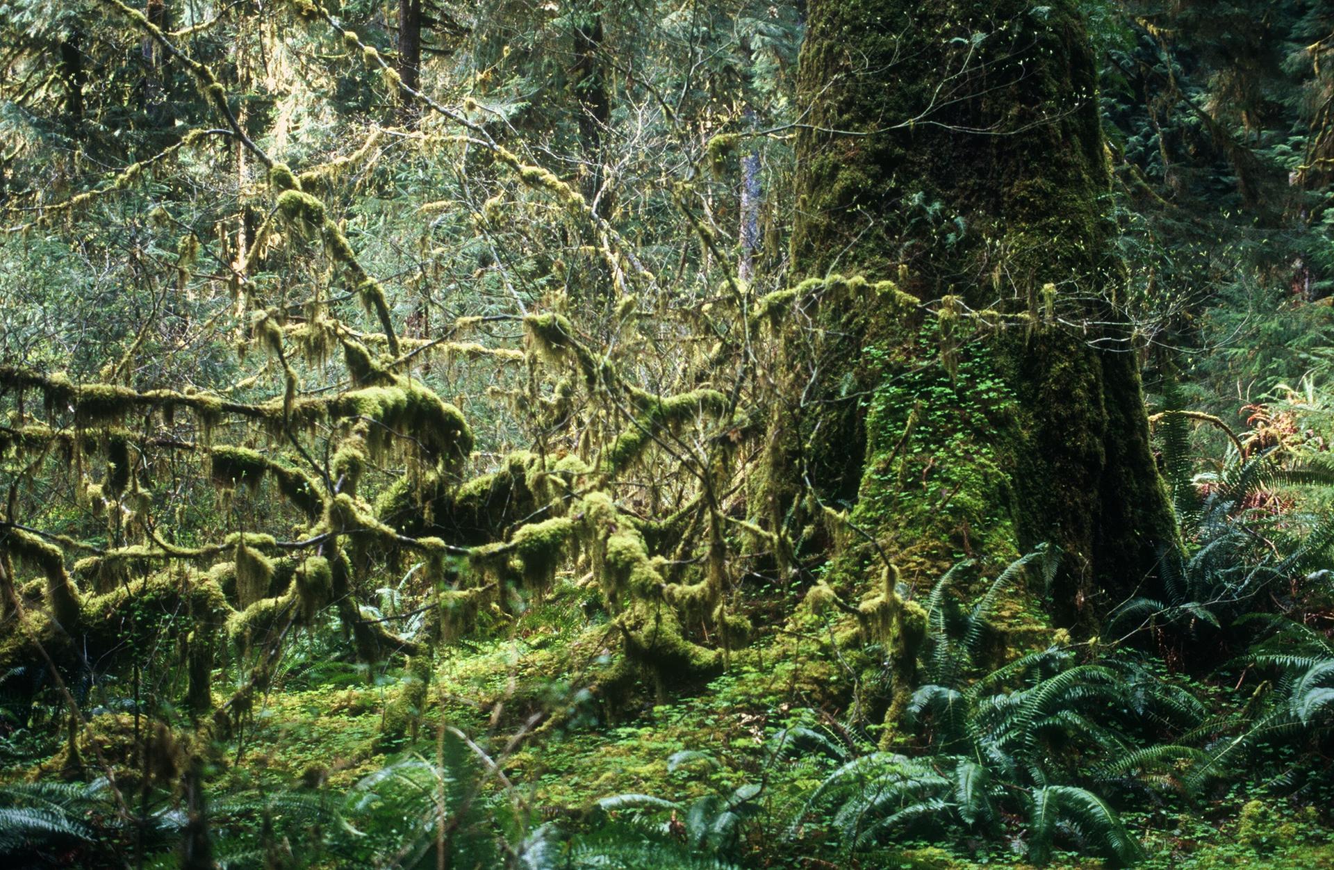 Dense, lush green moss covers trees, branches, and ferns in a forest.