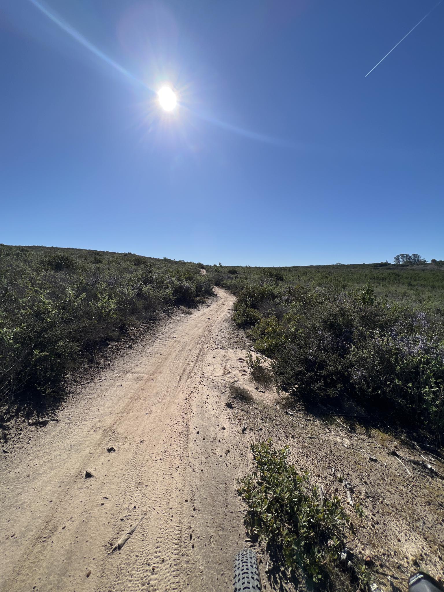 Sunny dirt path through low shrubs with bright sun overhead.