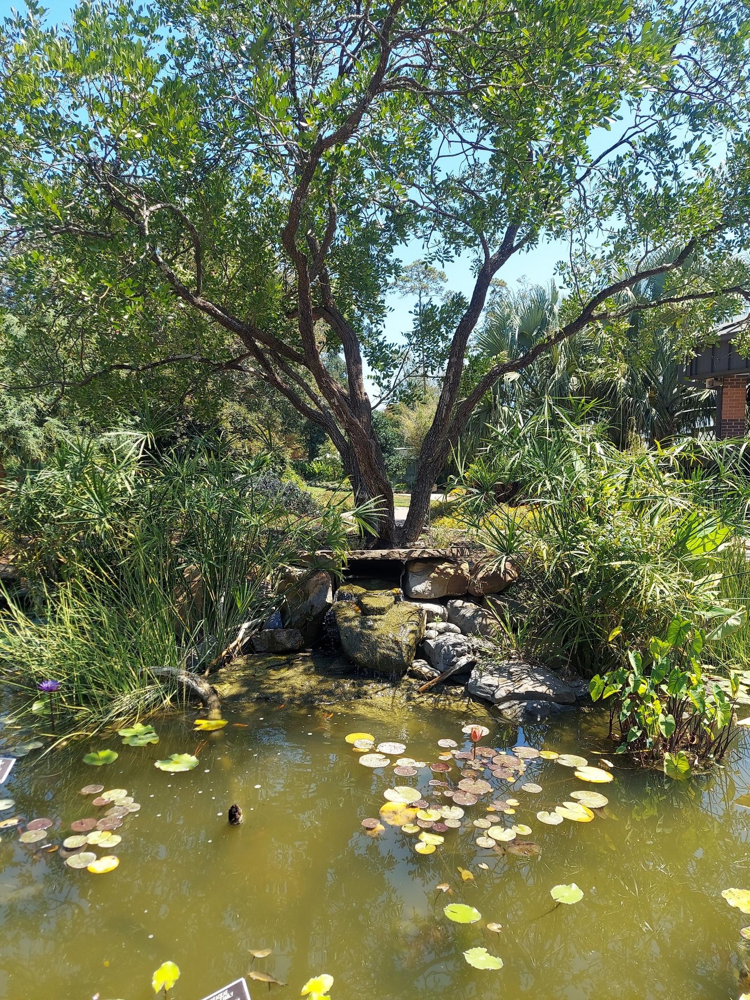 Sunny pond with lily pads, a small waterfall, and a large tree.