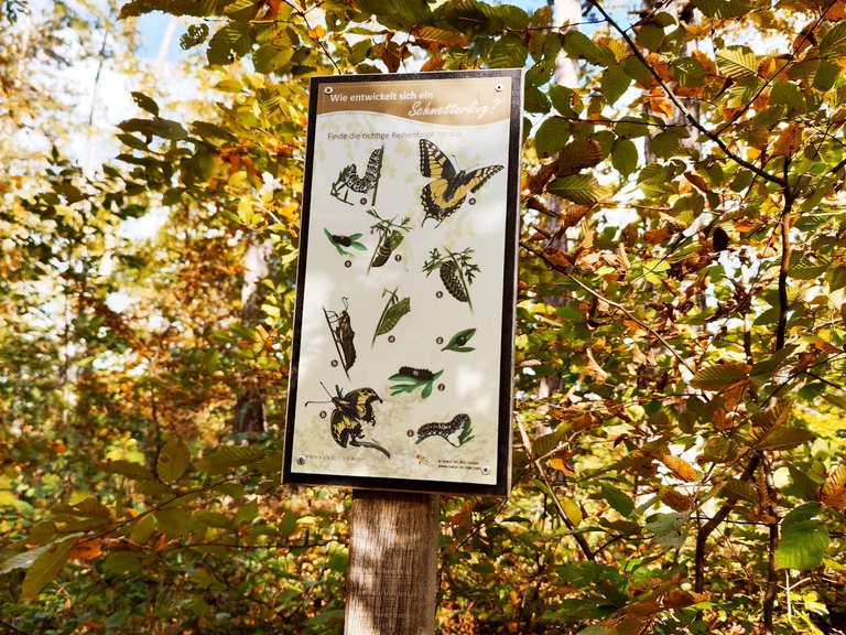 Wie entwickelt sich ein Schmetterling? Finde die richtige Re