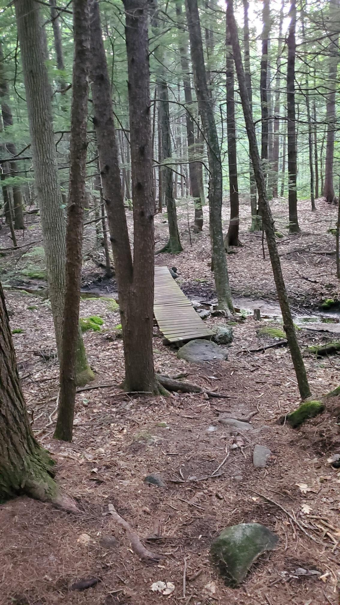 Wooden footbridge crosses a stream in a dense, shaded forest.