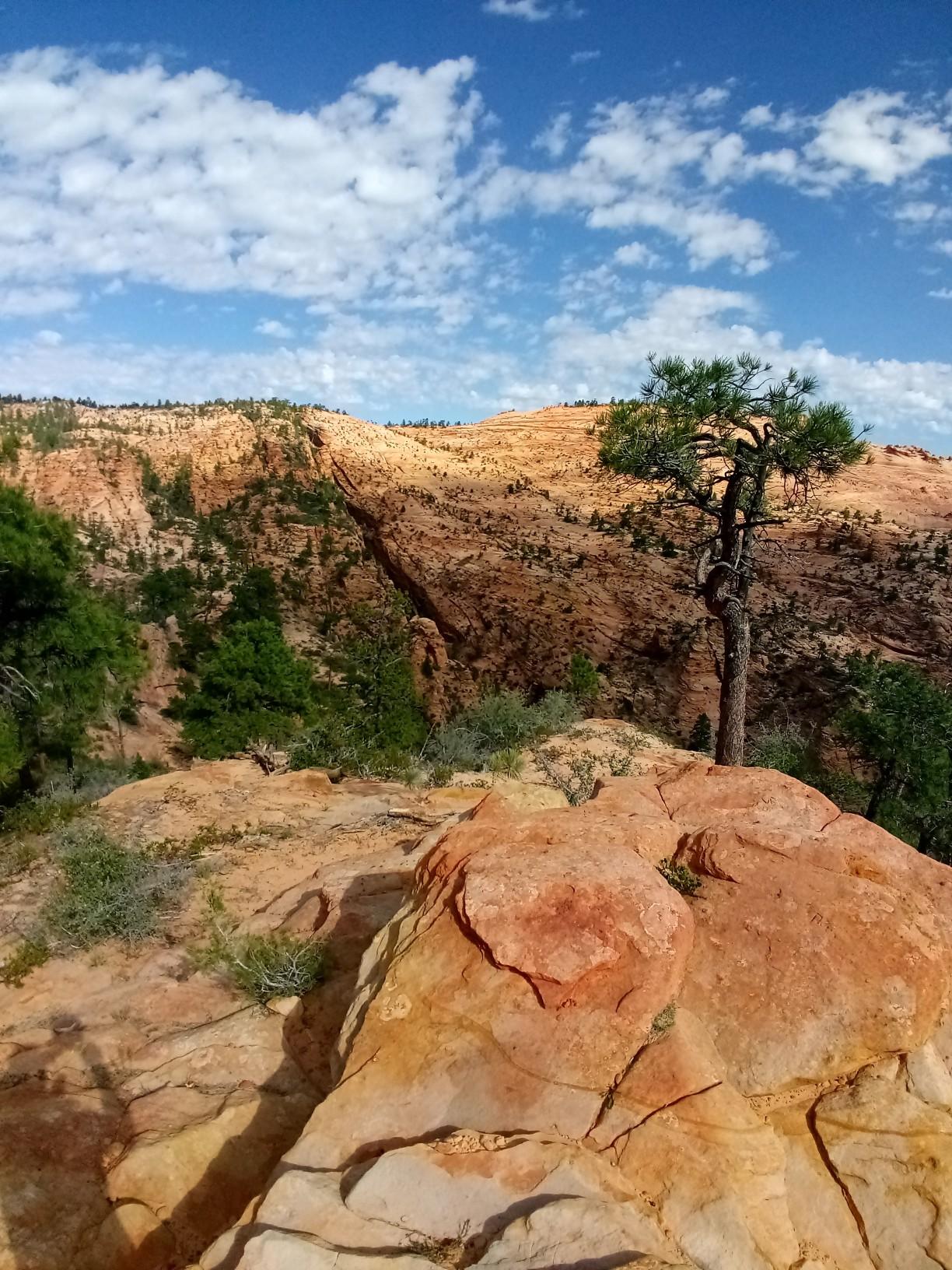 Rocky foreground with a pine tree overlooking distant red hills under a cloudy sky.