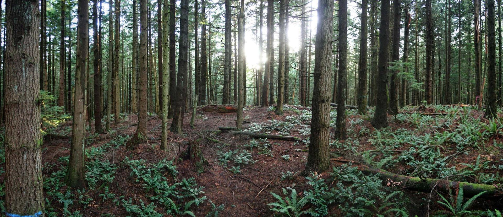Sunlight streams through tall, dense forest trees onto a fern-covered floor.