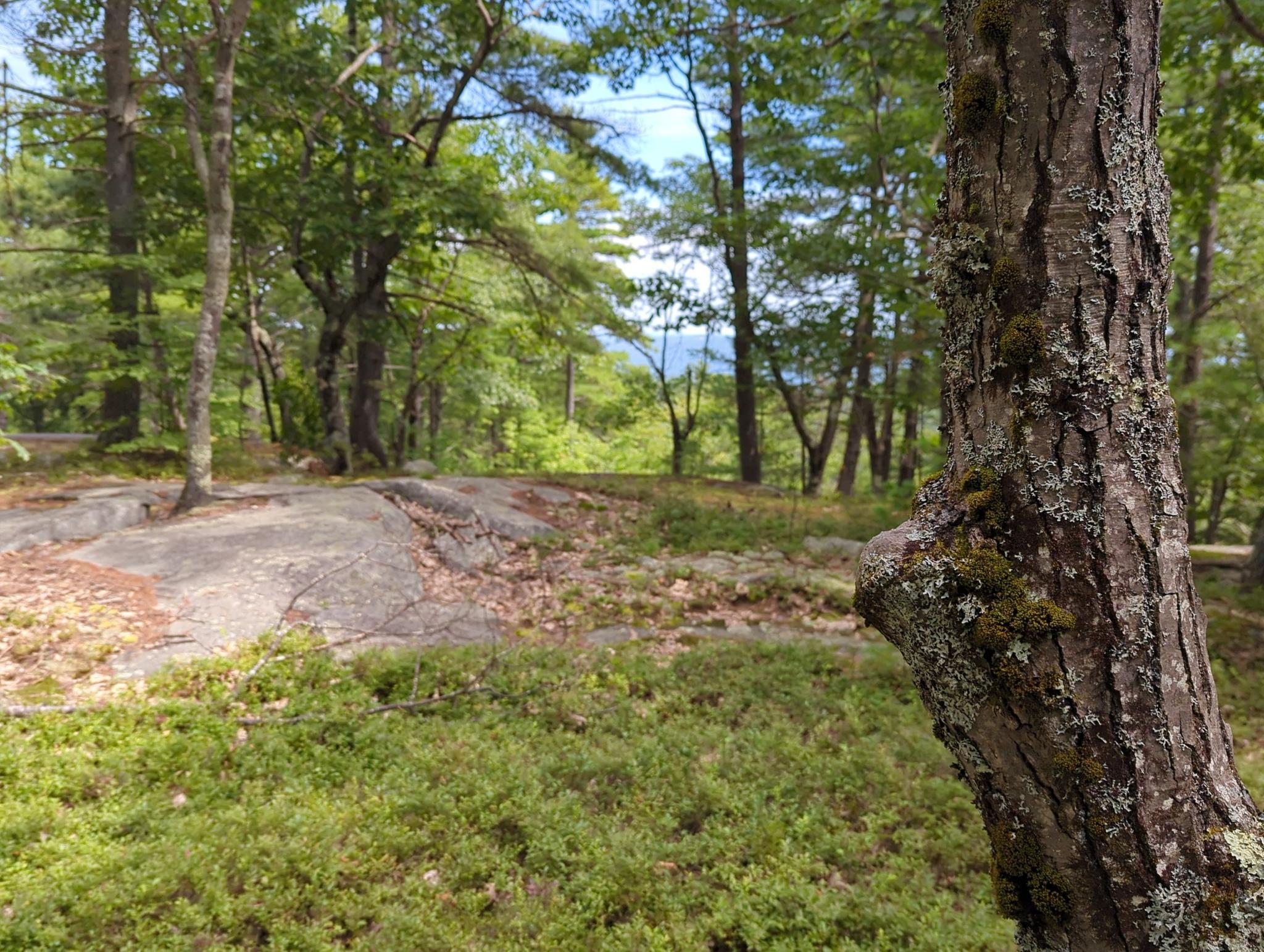 A tree trunk in the foreground, with a sunny, rocky, wooded landscape.