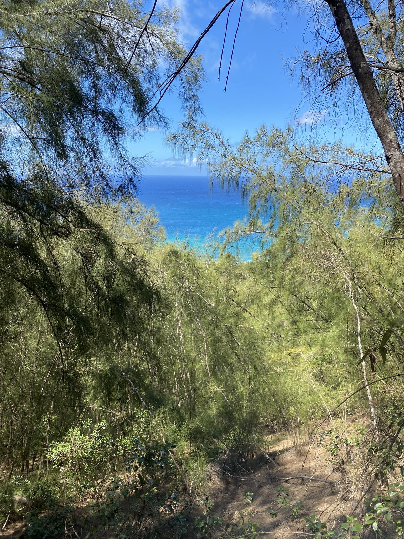 Dense green forest with a bright blue ocean visible through the trees.
