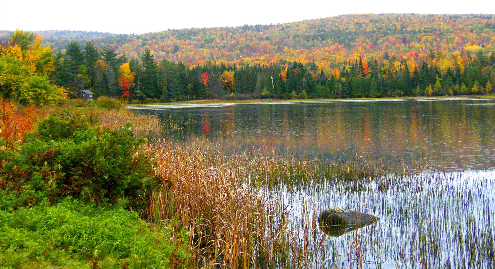 Lake with vibrant autumn trees and tall grasses under an overcast sky.