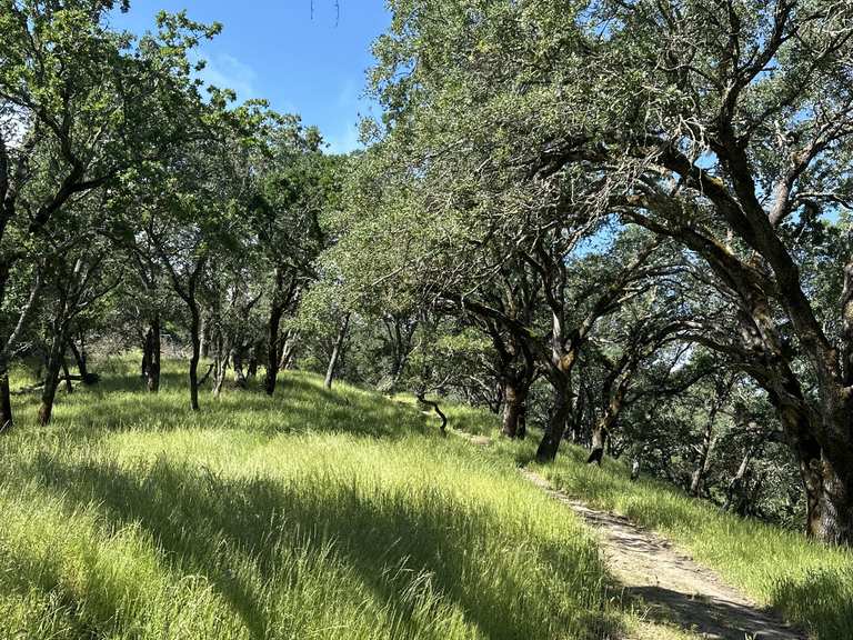 Boucle Las Trampas/Calaveras Ridge et Madrone Trails — Las Trampas ...