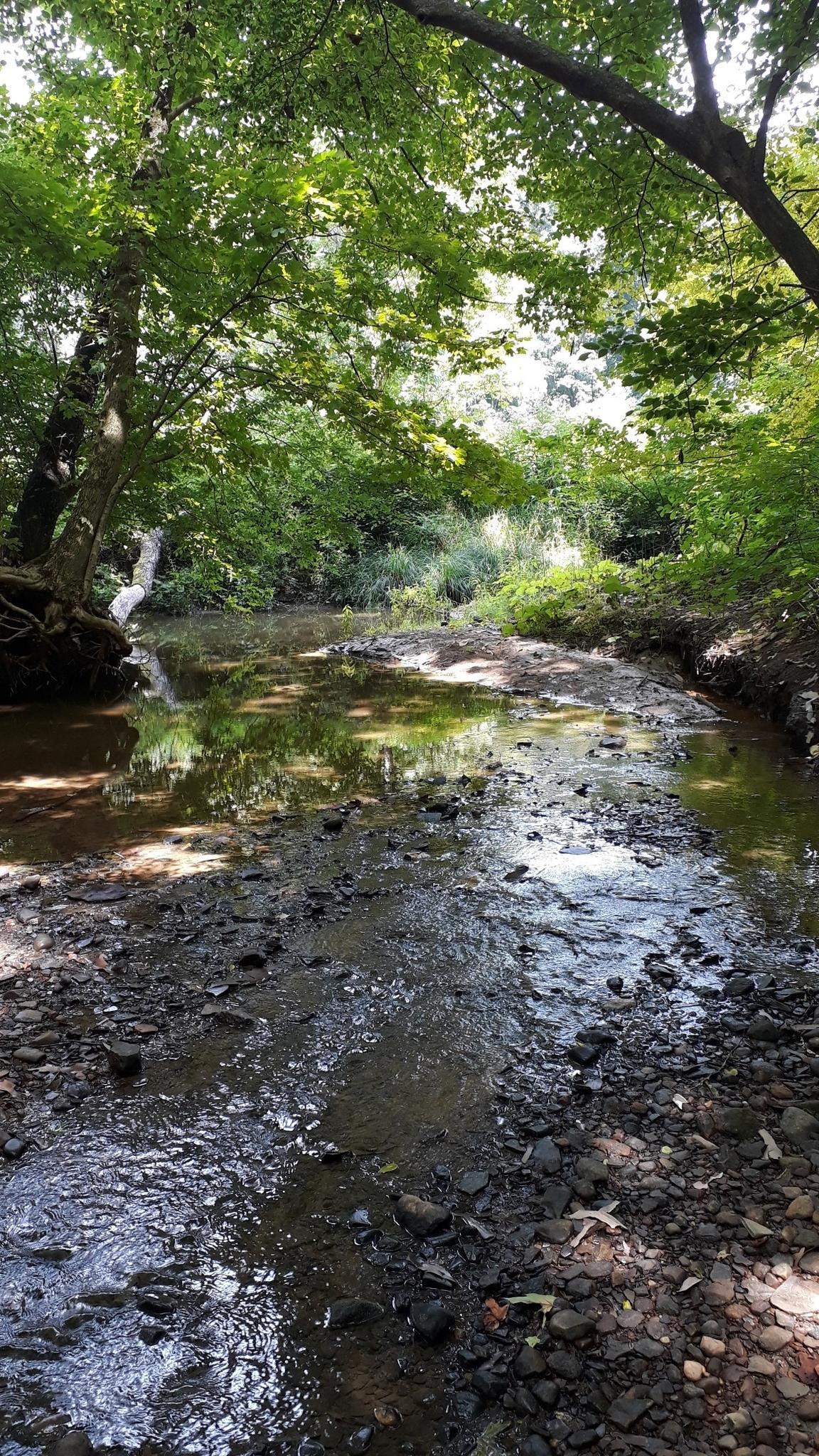 Shallow, rocky stream flowing through a sunlit, green forest.