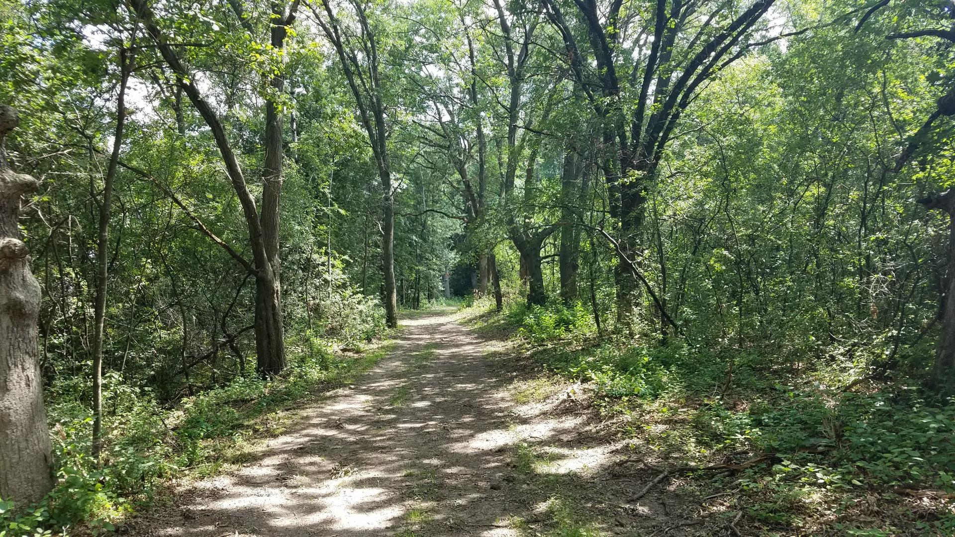 A sun-dappled dirt path winding through a dense, green forest.