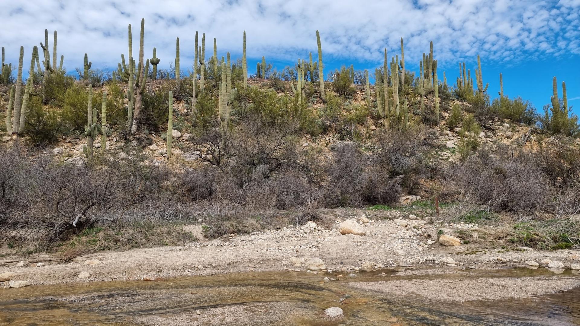 Desert hillside covered in saguaro cacti and dry brush, with a rocky wash.