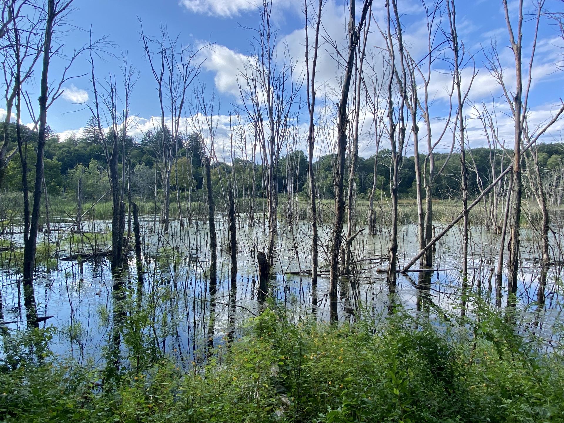 A sunny wetland with many bare trees standing in reflective water and green bushes.