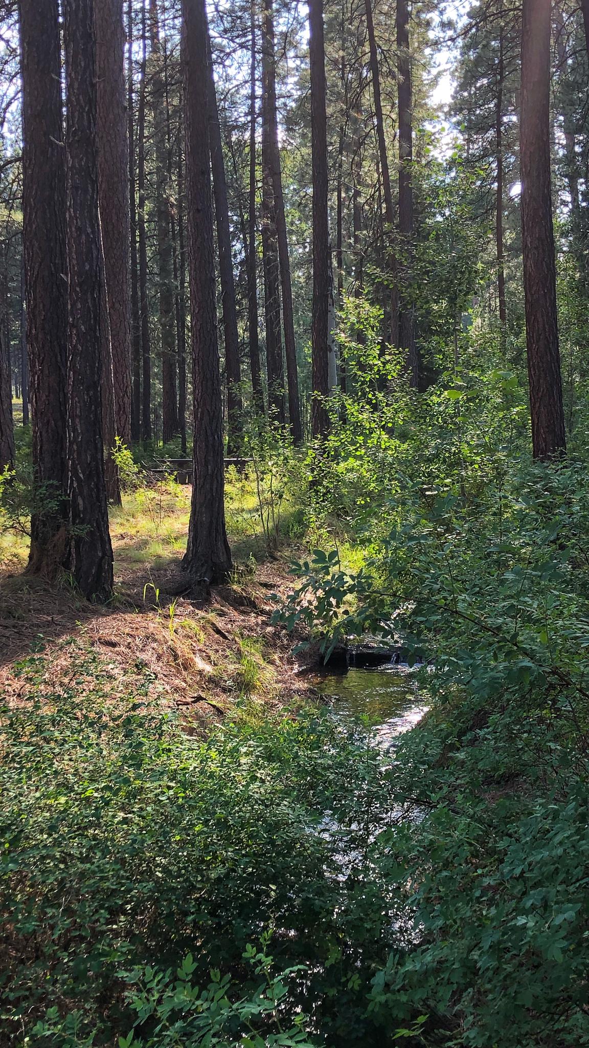 A small stream flowing through a lush, sun-dappled forest with tall trees.