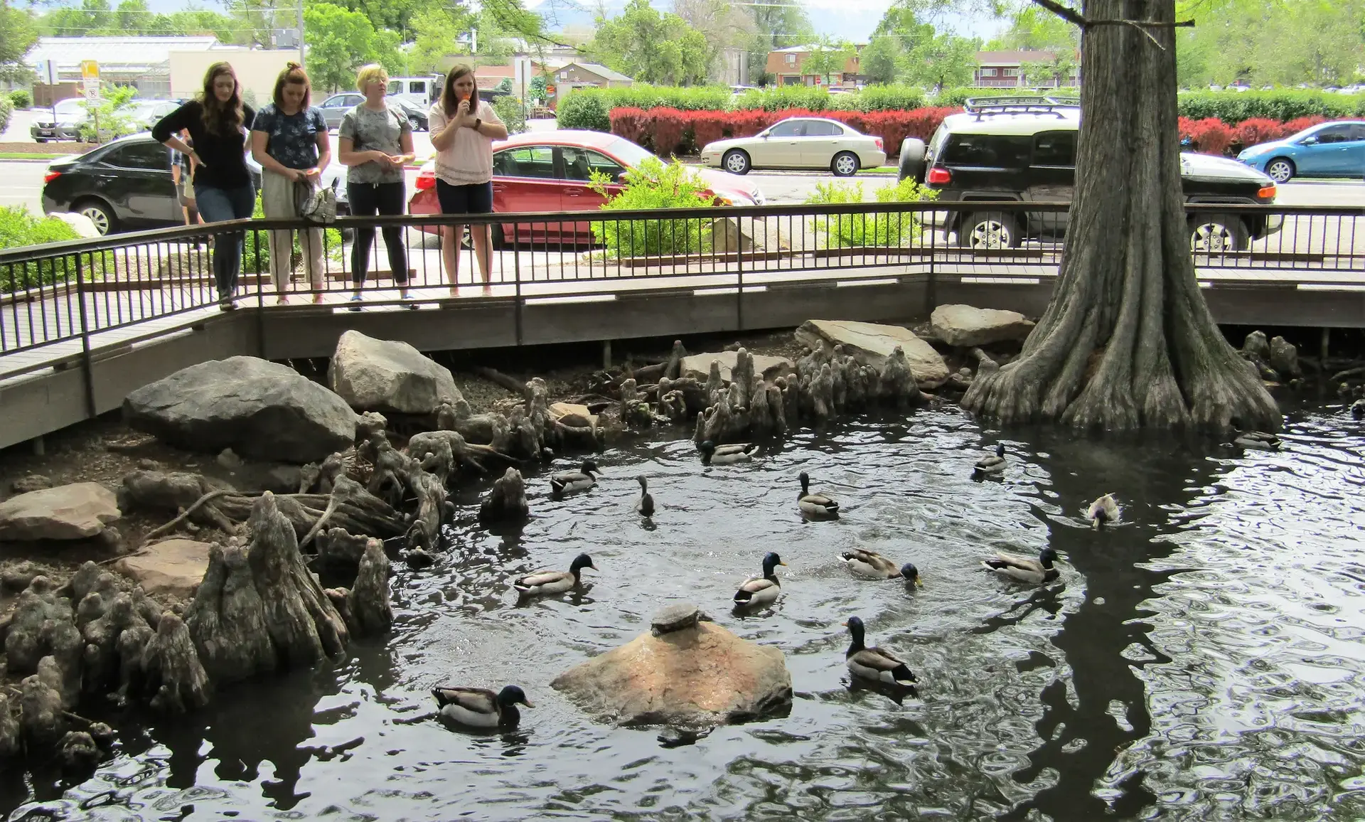 Four people watch ducks swimming in a pond with cypress trees and knees.