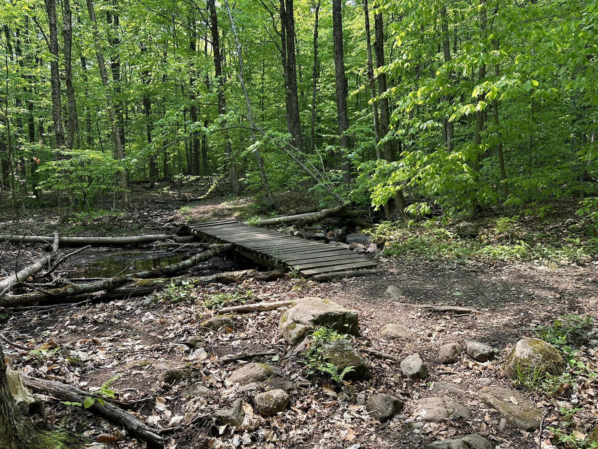 Wooden footbridge crossing a small stream in a lush green sunlit forest.