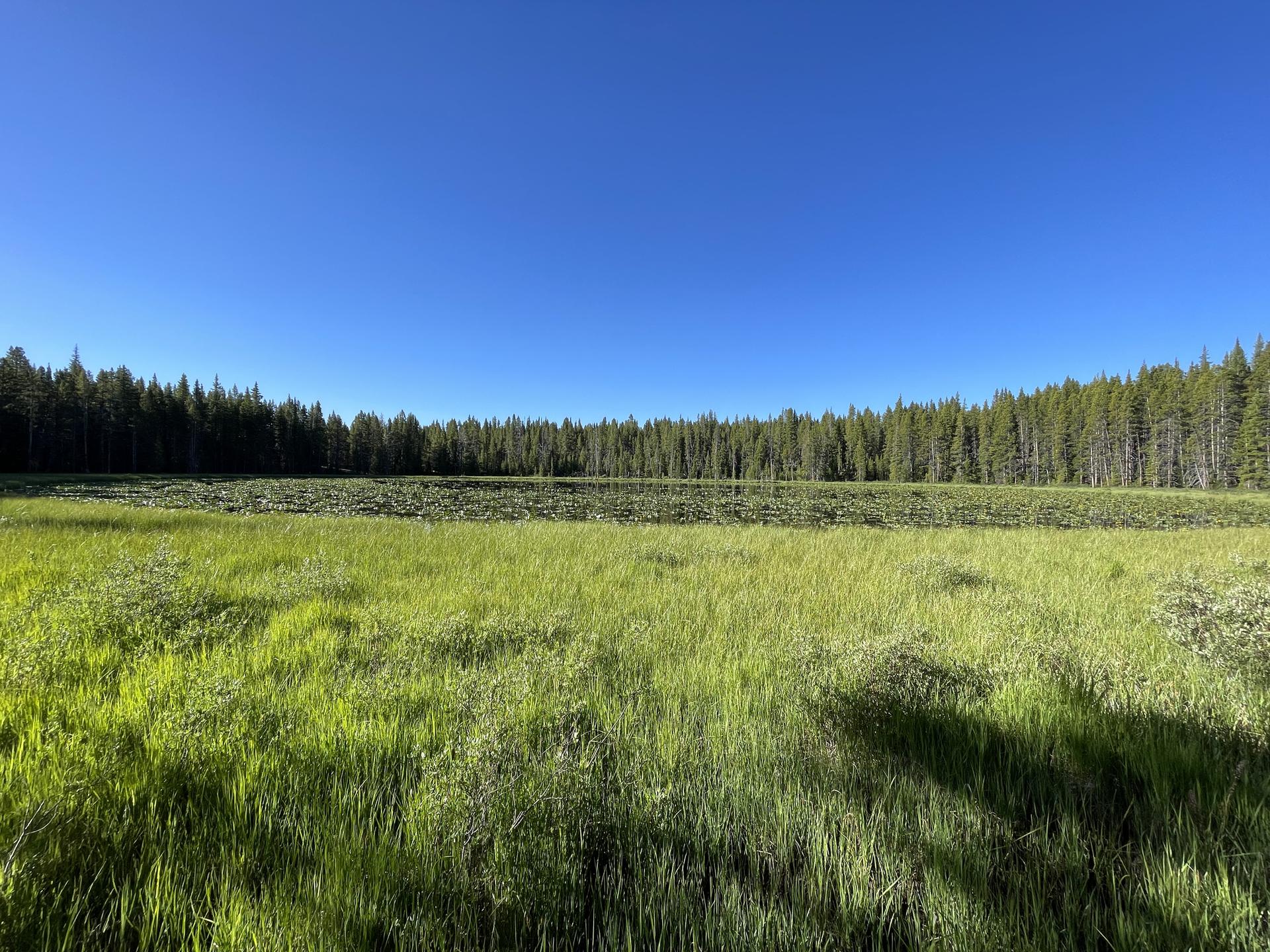 Vast green meadow bordered by a dense pine forest under a clear blue sky.
