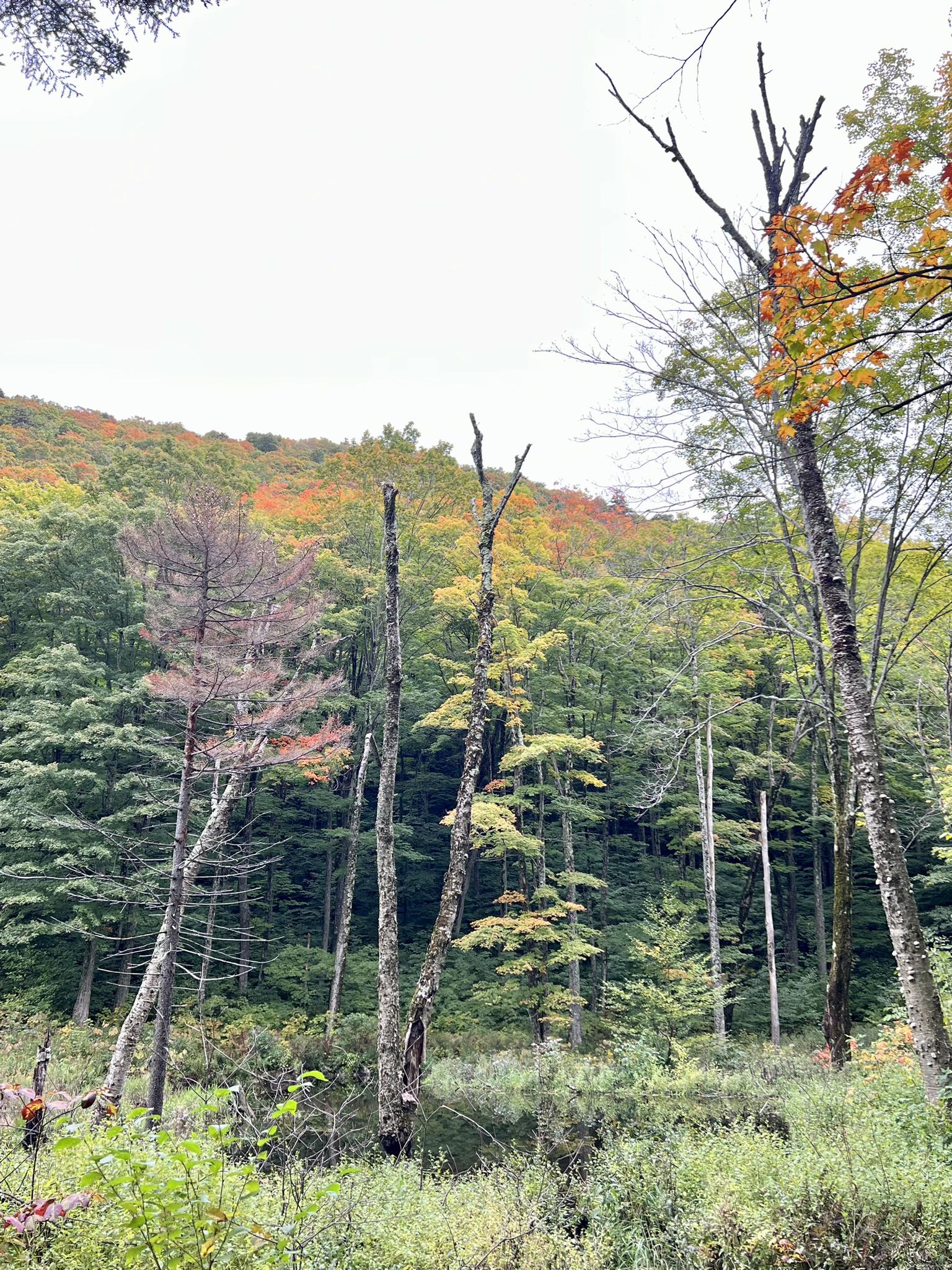 Overcast view of a forest with tall trees and autumn foliage on a hillside.