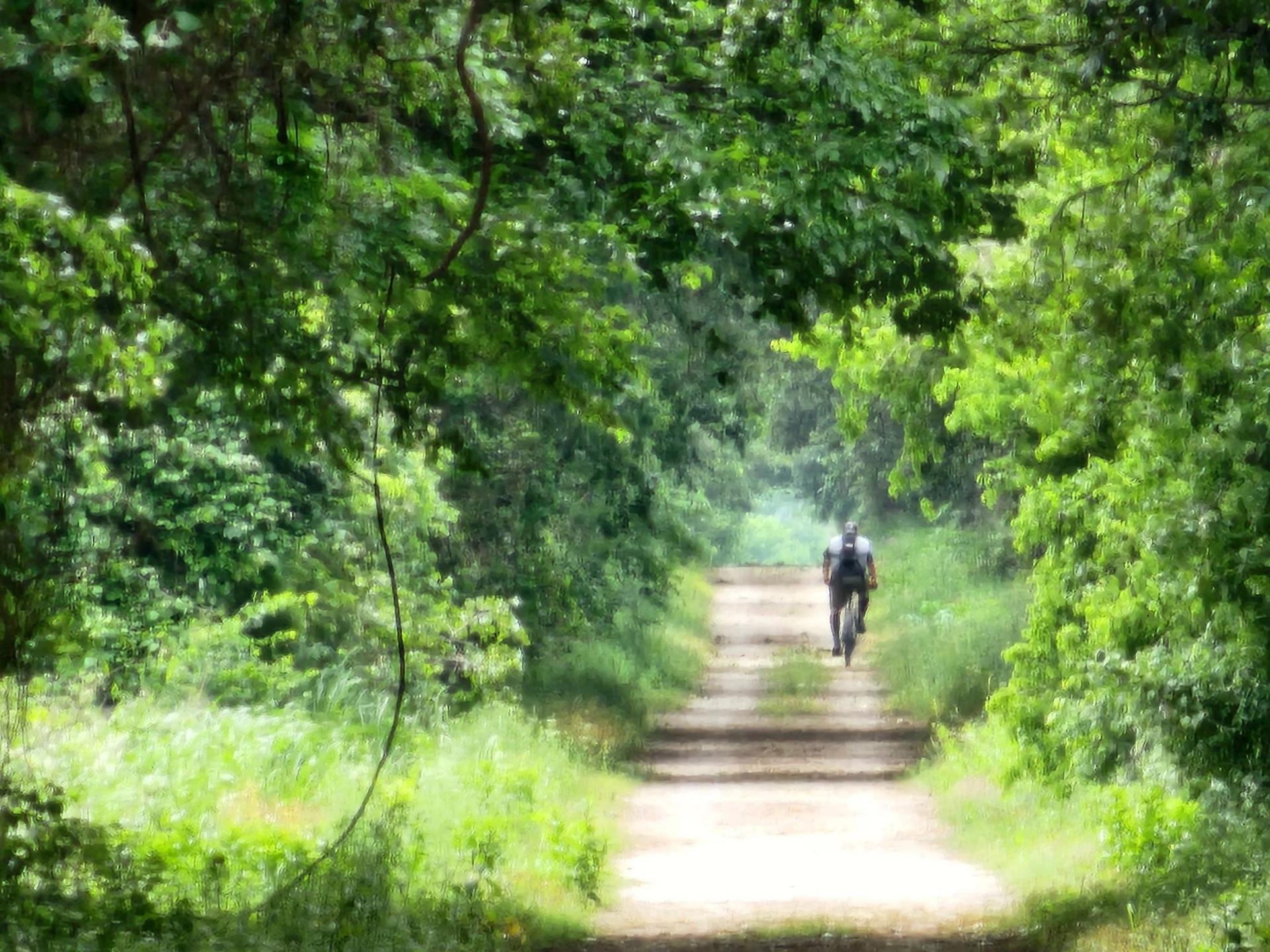 A person on a bicycle rides down a shaded dirt path through dense green trees.