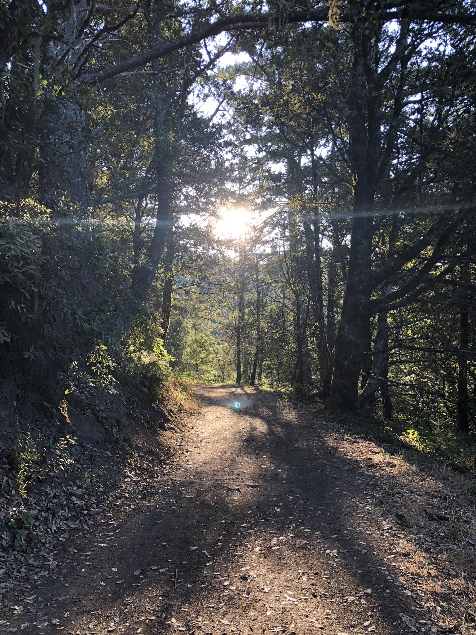 Bright sun shines through tall trees onto a forest dirt path.