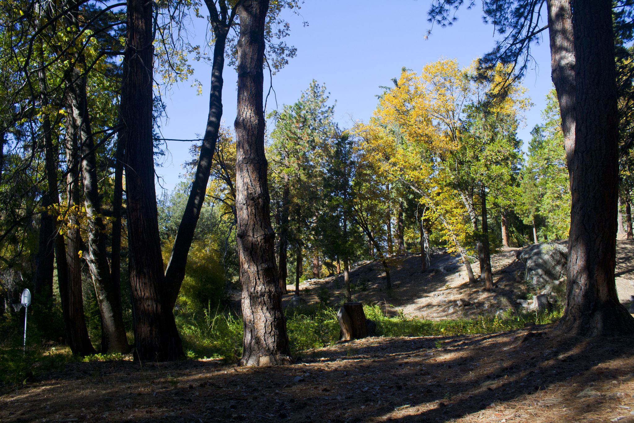Sunny forest floor with tall trees and dappled light. - The Hub: Toptimator, Black Bear & Smokestack Loop