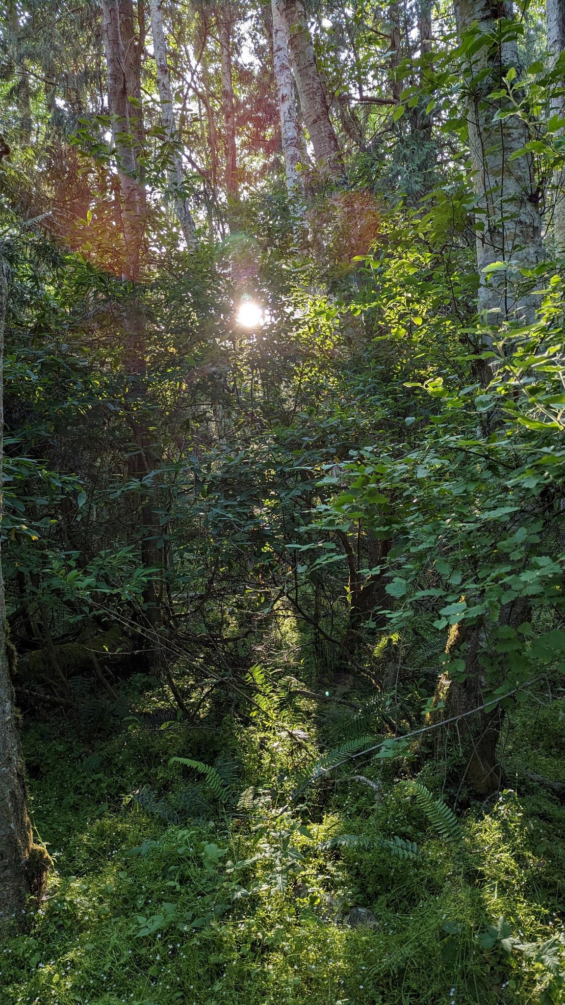 Sunlight streams through dense green forest foliage, illuminating the undergrowth.
