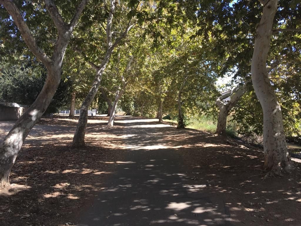 Shaded paved path winding through a grove of large, leafy trees. - Old Town Trail loop from Sierra Vista Shopping Center