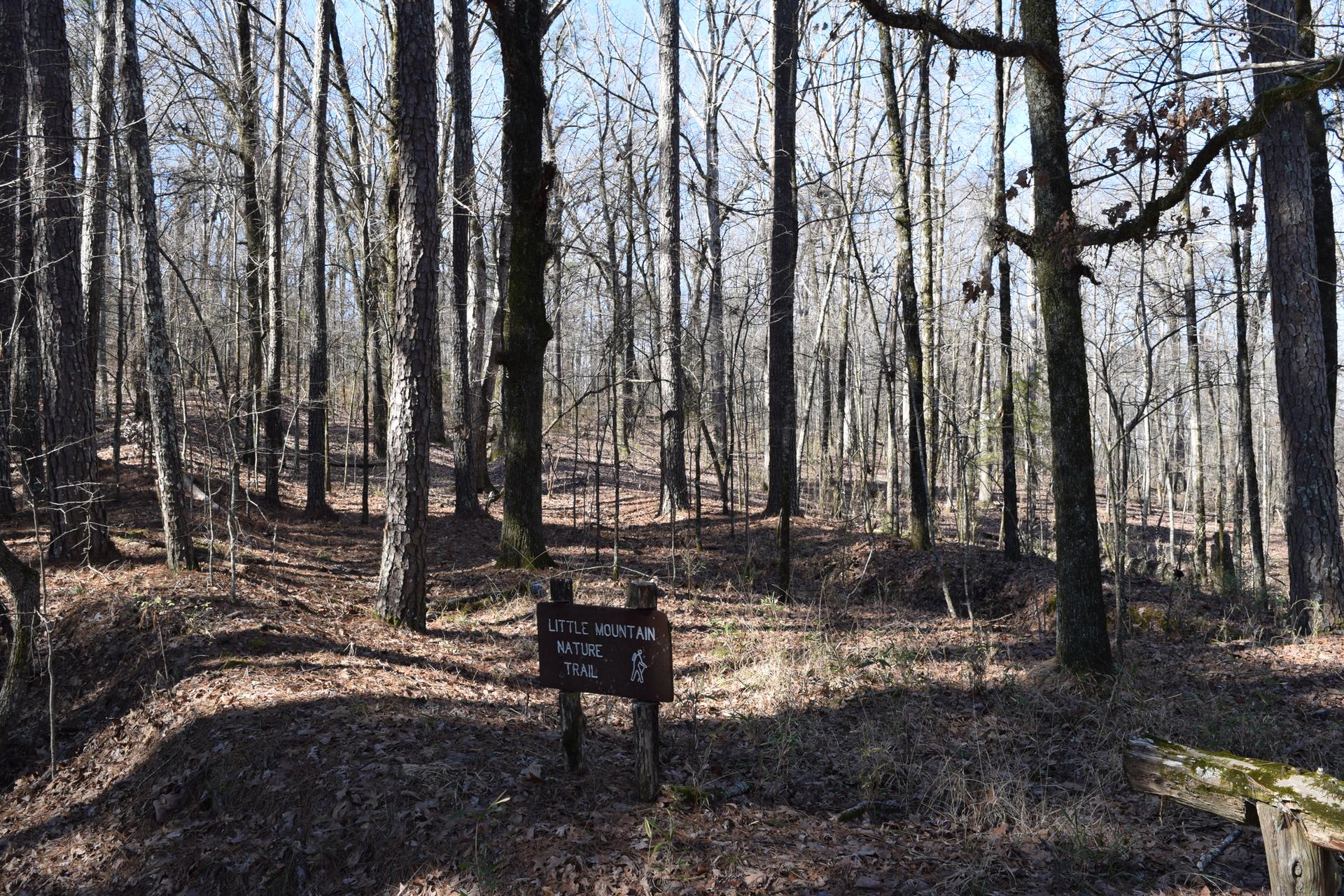 Bare forest with a wooden sign on a leaf-covered ground under dappled sunlight.