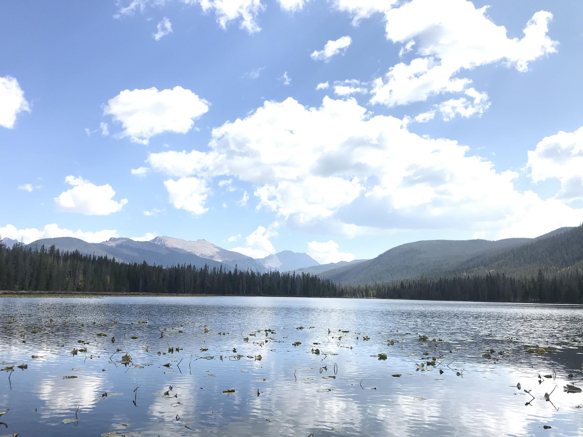 A calm lake with lily pads, reflecting mountains, forests, and a cloudy blue sky.